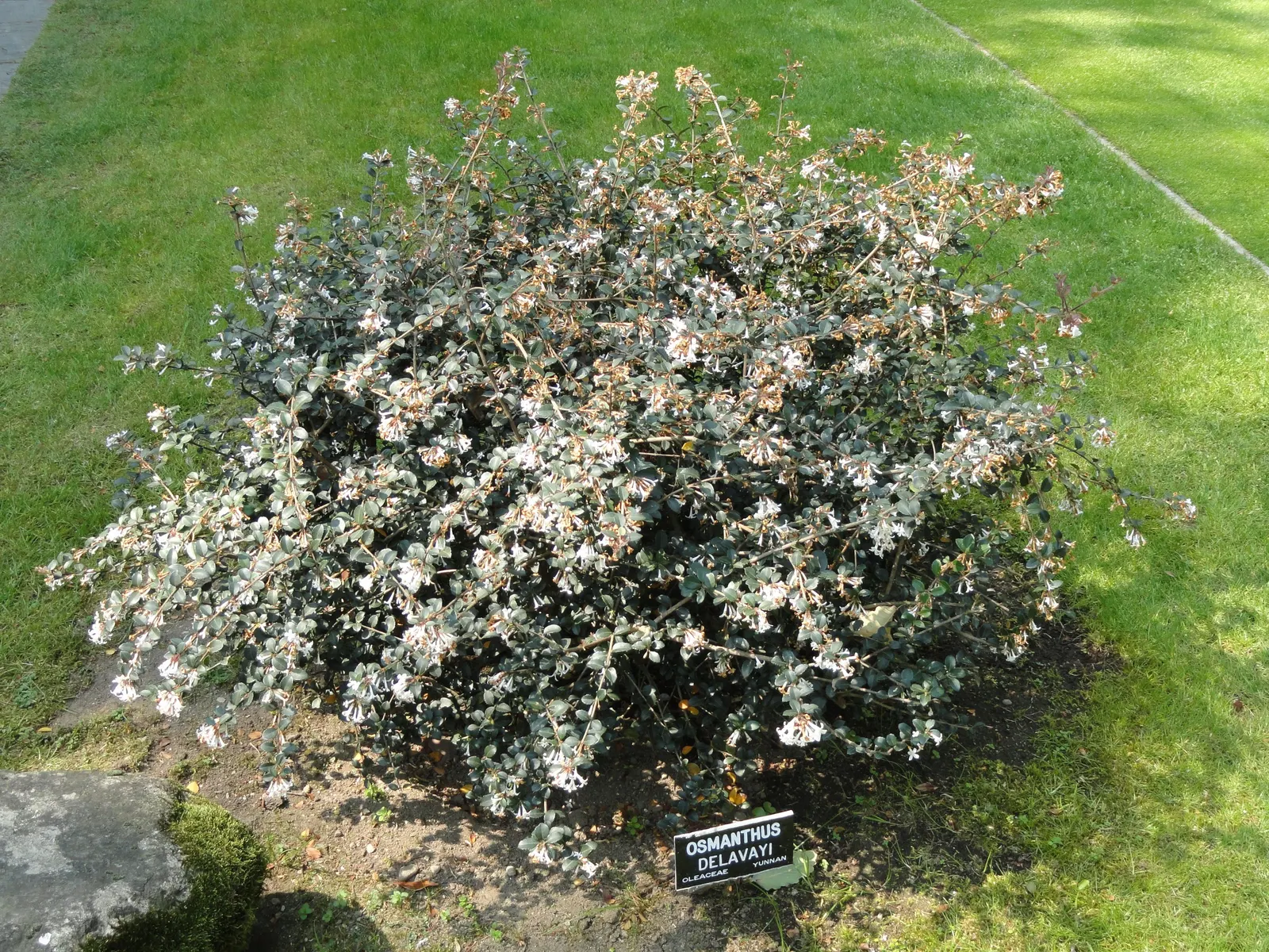 Delavay Osmanthus (Osmanthus Delavayi) — Preferring well-drained soil, it thrives in full sun to partial shade