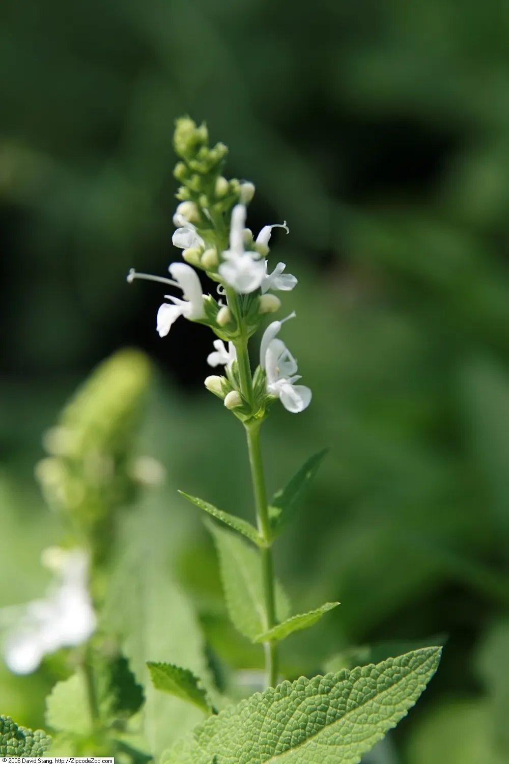 Snow Hill Sage (Salvia X Sylvestris 'Snow Hill') — pure white flowers are borne on slender spikes emerging above the foliage