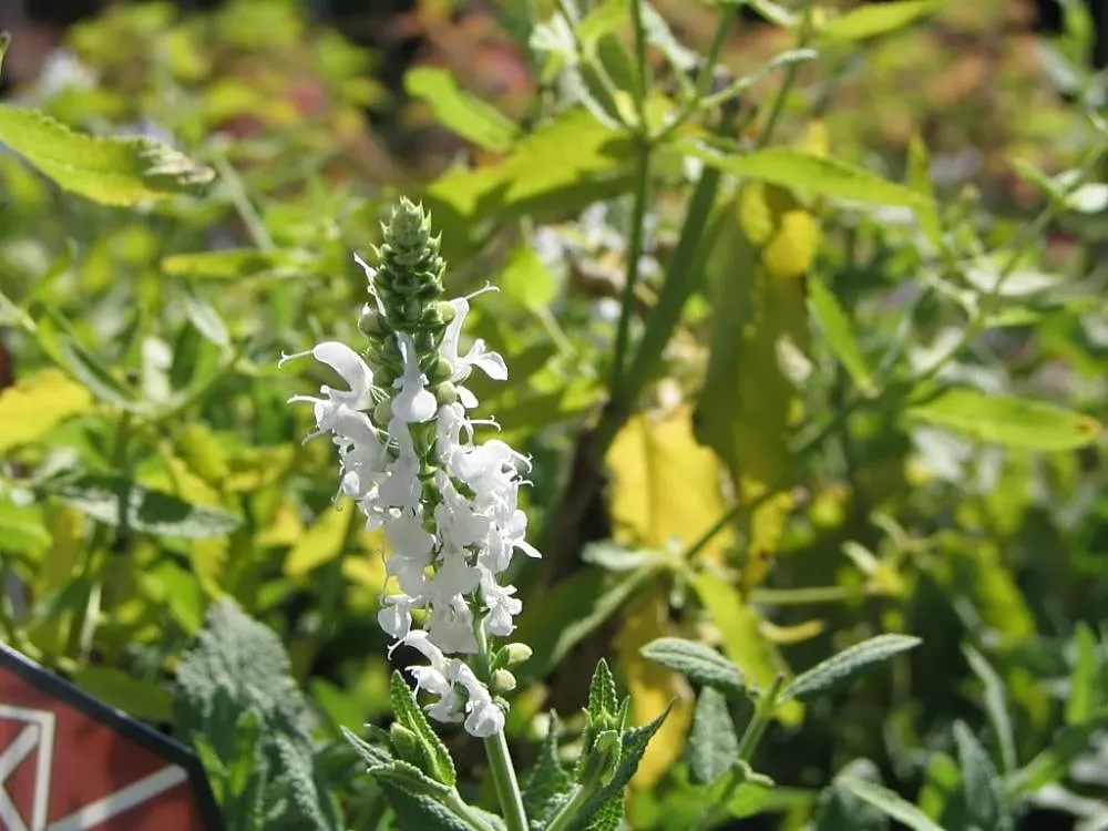 Snow Hill Sage (Salvia X Sylvestris 'Snow Hill') — achieving a compact growth of about 18 to 24 inches tall and wide