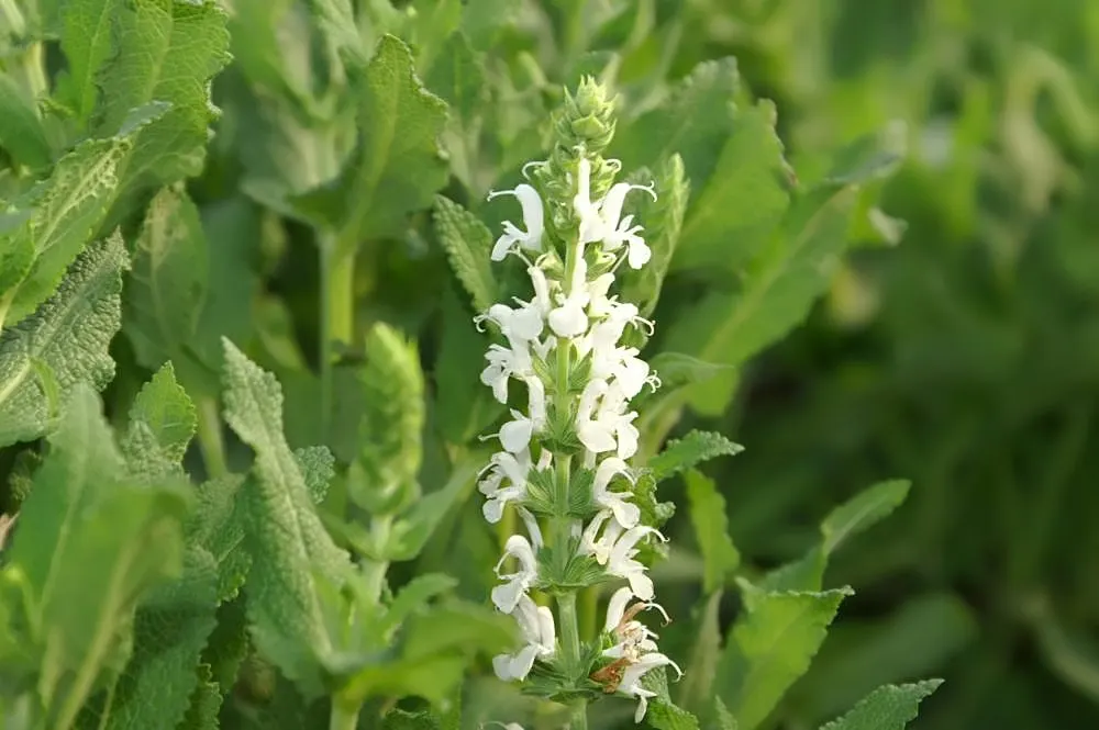 Snow Hill Sage (Salvia X Sylvestris 'Snow Hill') — commonly known as Snow Hill Sage