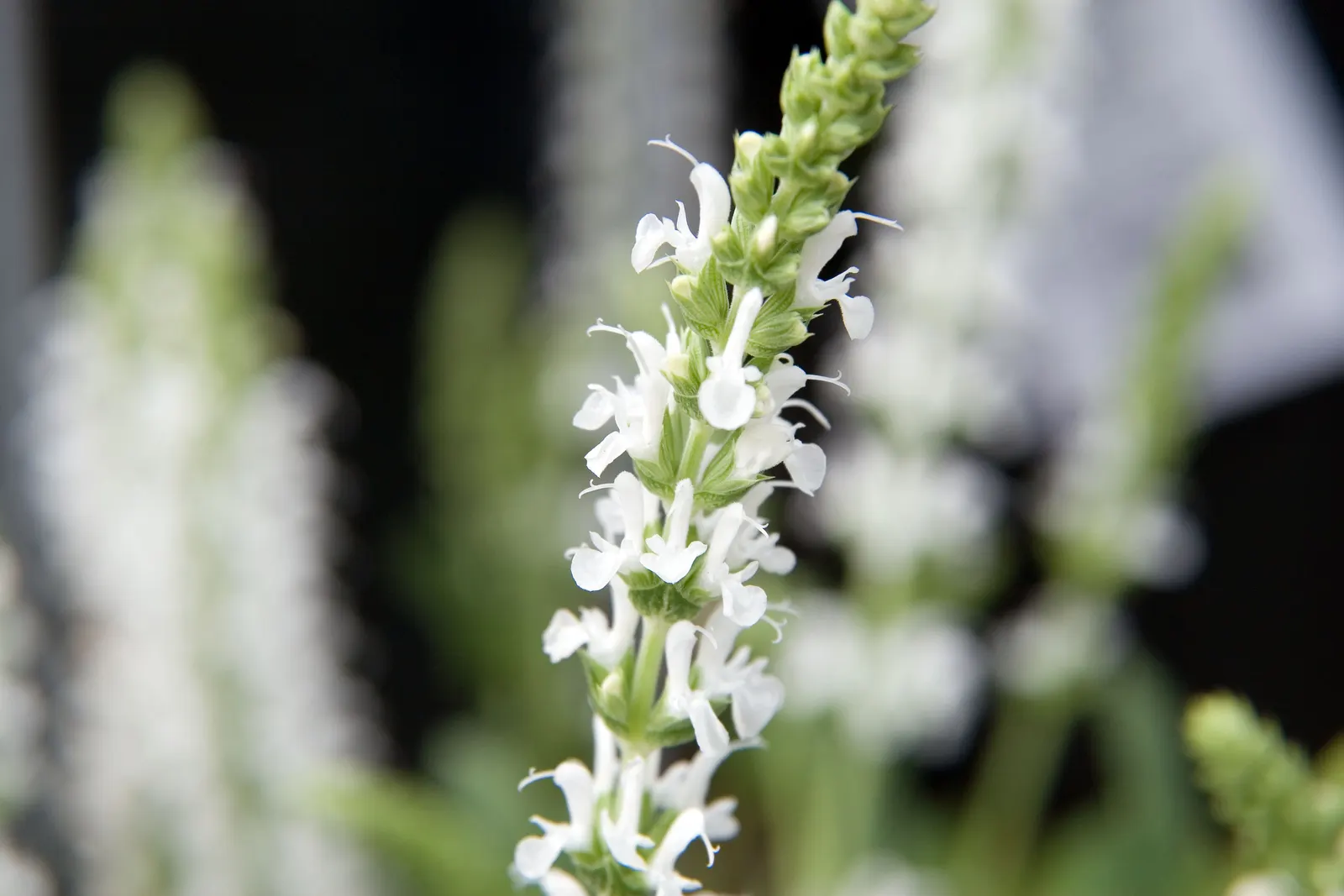 Snow Hill Sage (Salvia X Sylvestris 'Snow Hill') — is an exemplary perennial
