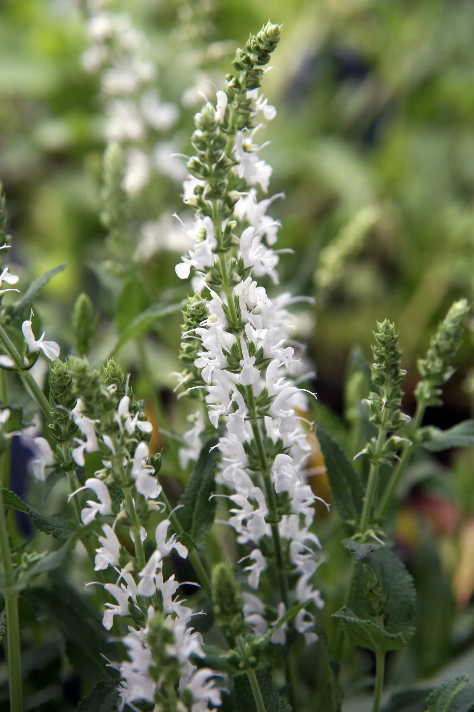 Snow Hill Sage (Salvia X Sylvestris 'Snow Hill') — rounded clump of aromatic foliage