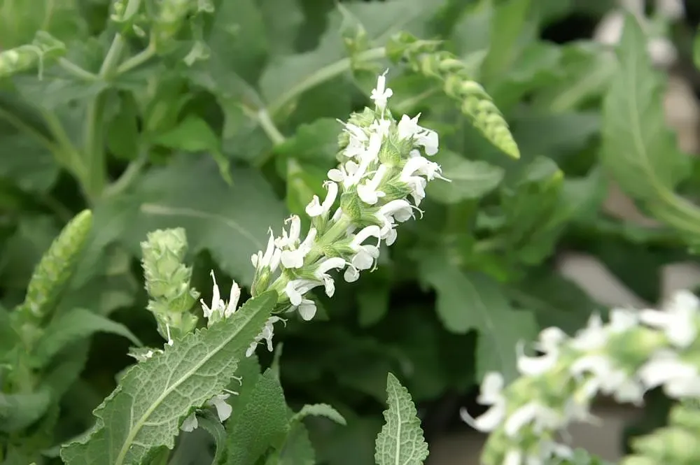 Snow Hill Sage (Salvia X Sylvestris 'Snow Hill') — This herbaceous perennial thrives in USDA zones 4-9
