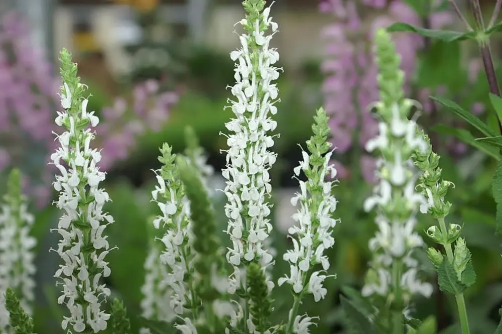 Snow Hill Sage (Salvia X Sylvestris 'Snow Hill') — it's drought-tolerant once established