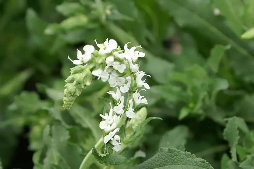 Snow Hill Sage (Salvia X Sylvestris 'Snow Hill') — Ideal for borders, it attracts pollinators while resisting deer