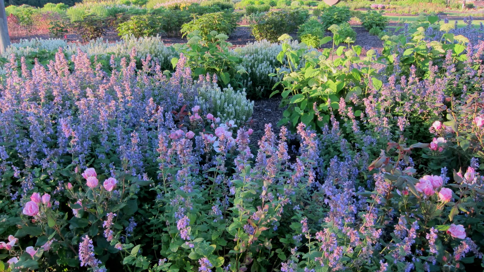 Snow Hill Sage (Salvia X Sylvestris 'Snow Hill') — providing a subtle yet impressive display from late spring to early summer