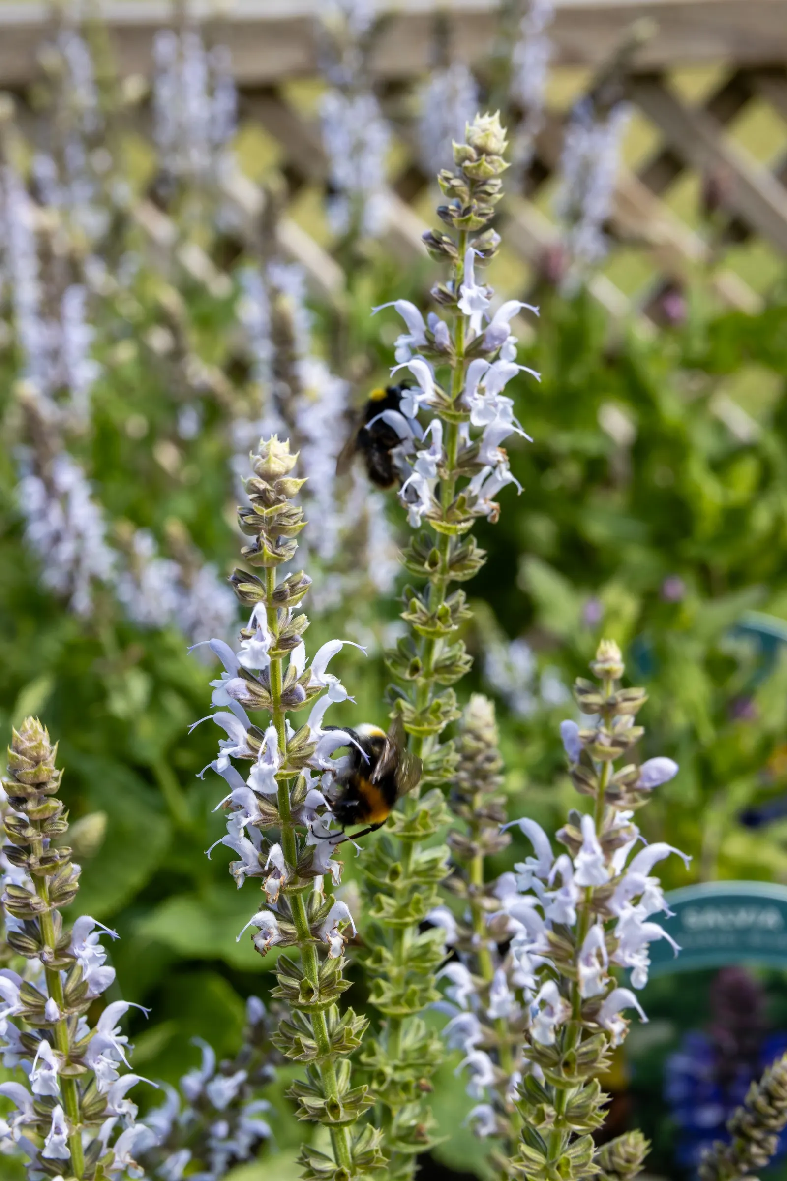 Bumblesky Salvia (Salvia Nemorosa 'Bumblesky') — commonly known as Bumblesky Salvia