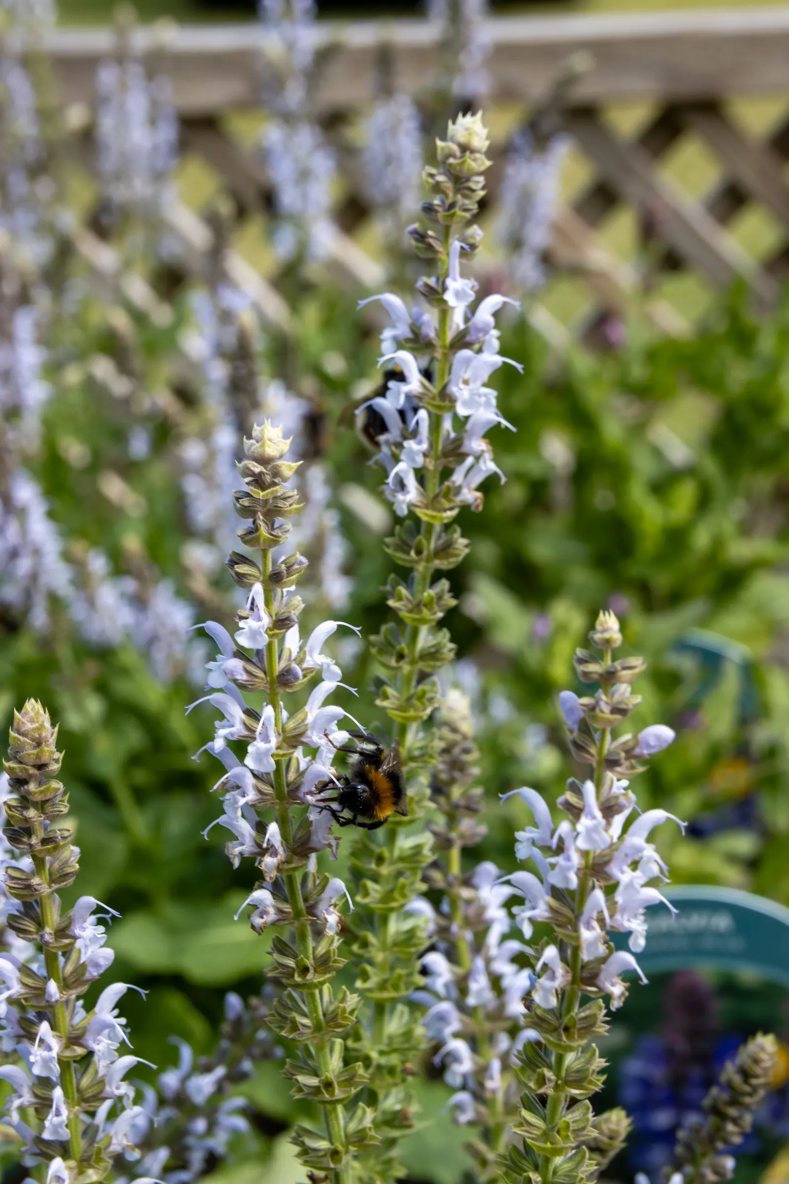 Bumblesky Salvia (Salvia Nemorosa 'Bumblesky') — Its vertical spikes reach up to 14-16 inches tall and spread 16-18 inches wide
