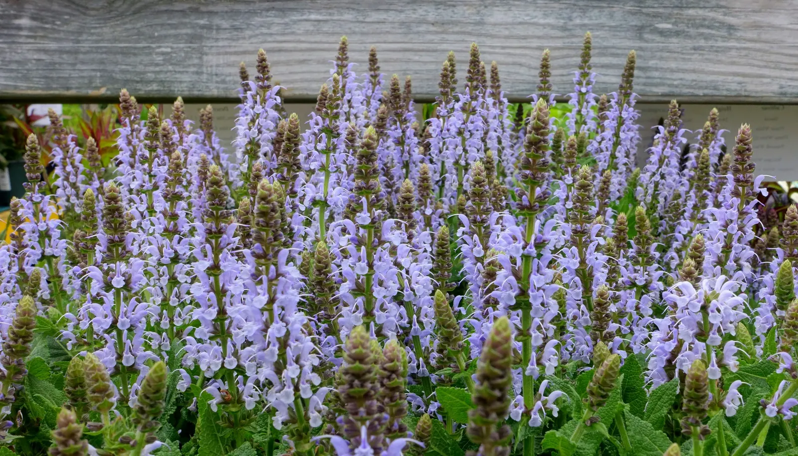 Bumblesky Salvia (Salvia Nemorosa 'Bumblesky') — is a charismatic perennial with vibrant violet-blue flowers