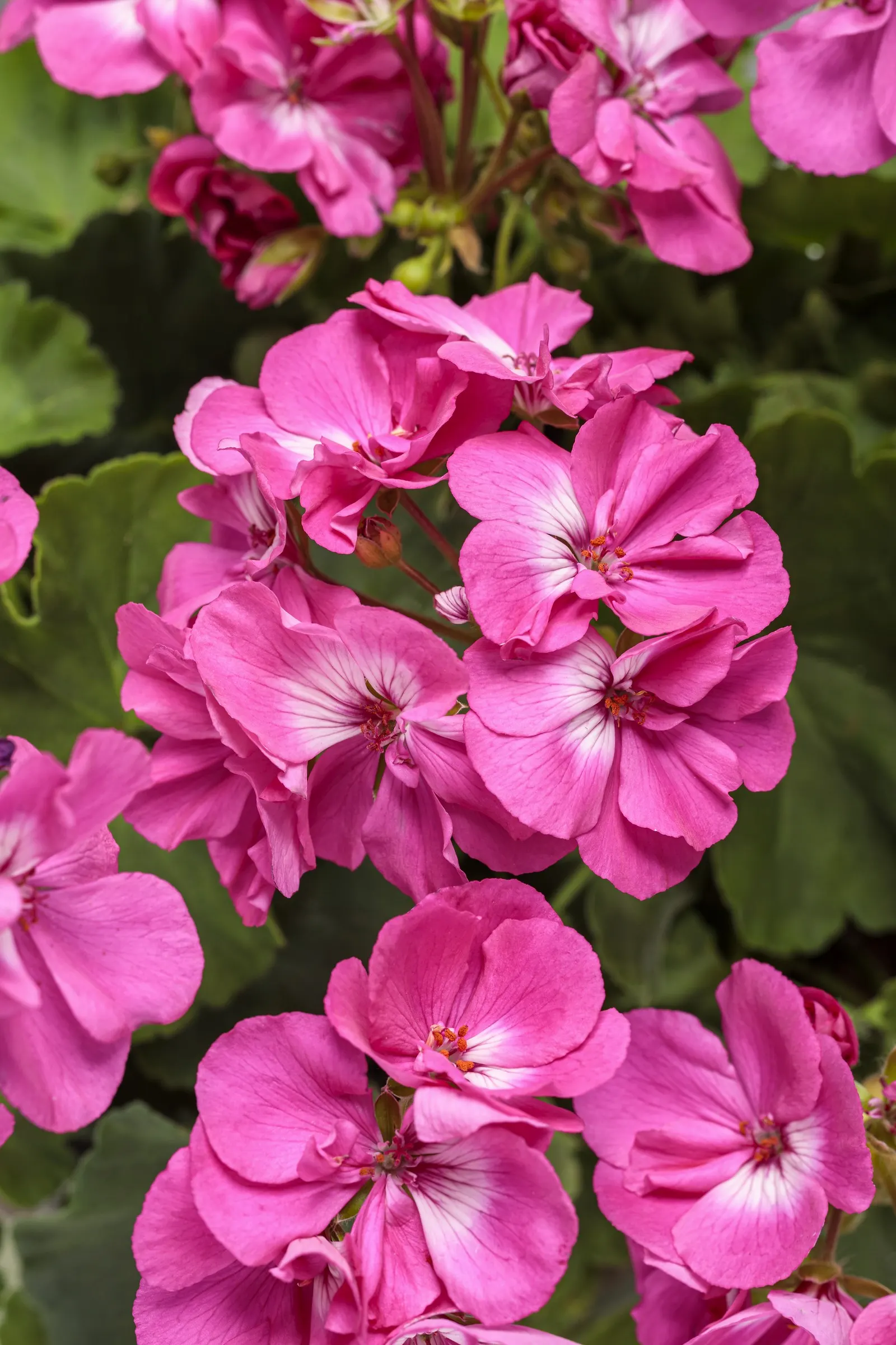 Hot Pink Geranium (Pelargonium interspecific) — well-drained soil is sufficient