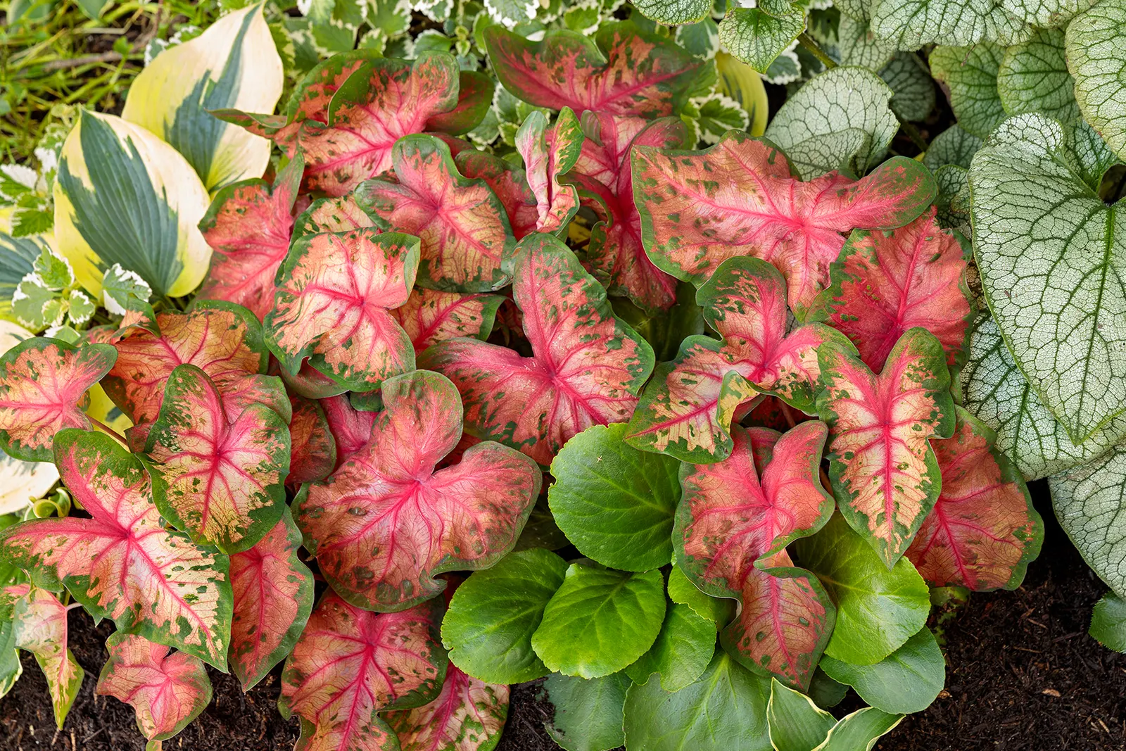'Clowning Around' Shade Caladium (Caladium hortulanum) — evenly moist well-drained soil