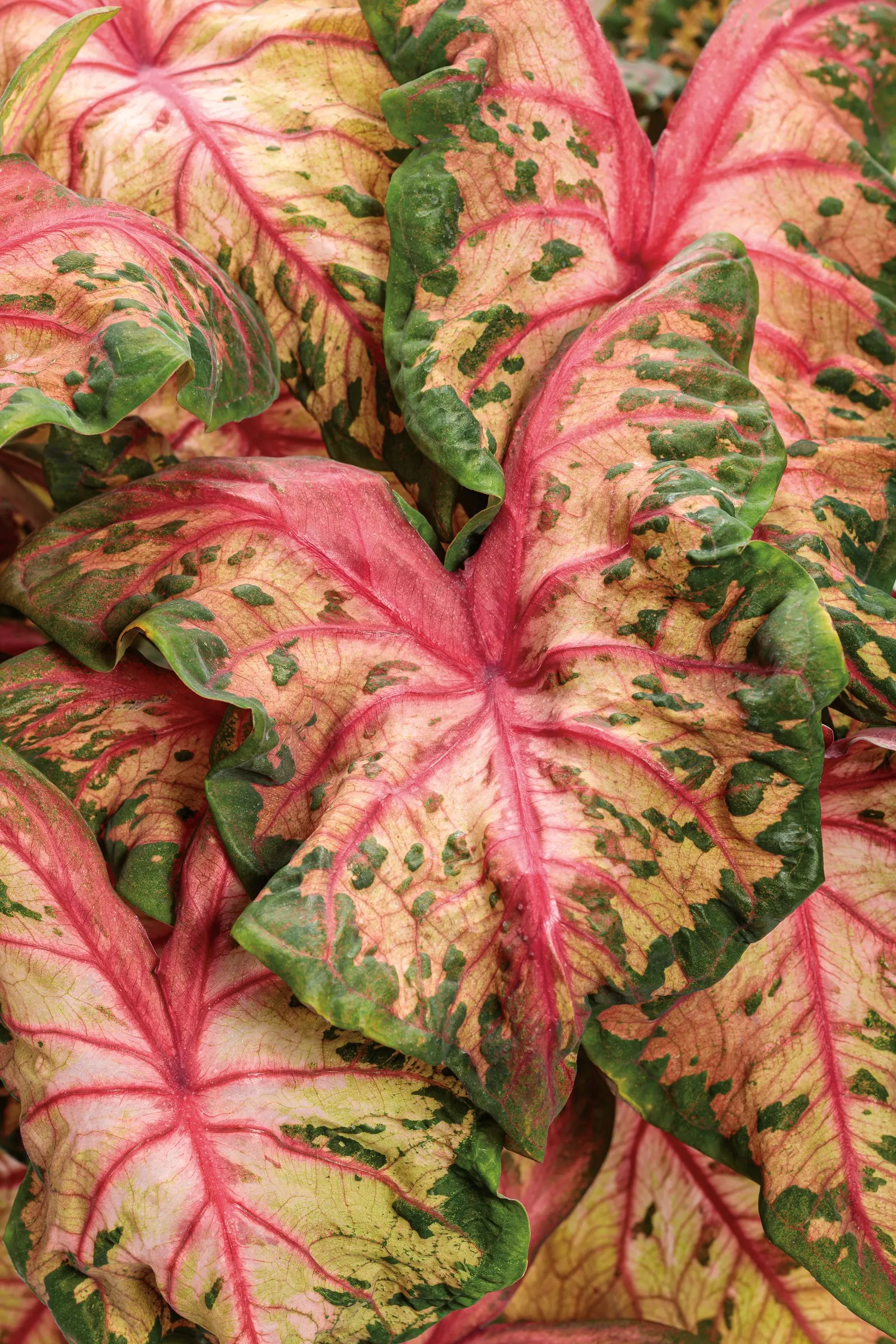 'Clowning Around' Shade Caladium (Caladium hortulanum) — is a fancy-leaf annual with a playful
