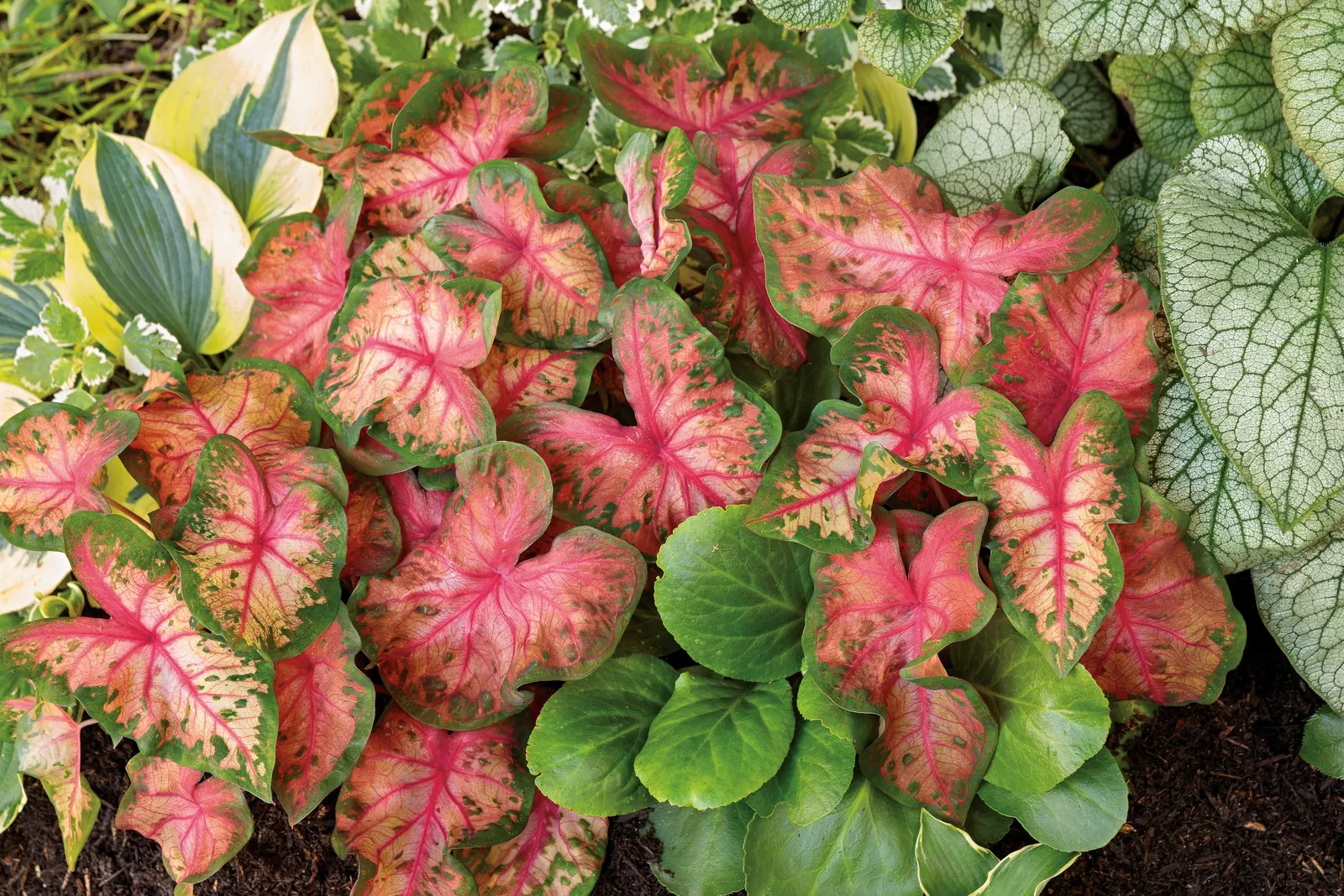 'Clowning Around' Shade Caladium (Caladium hortulanum) — is an upright Proven Winners® fancy-leaf annual with rose-pink veins
