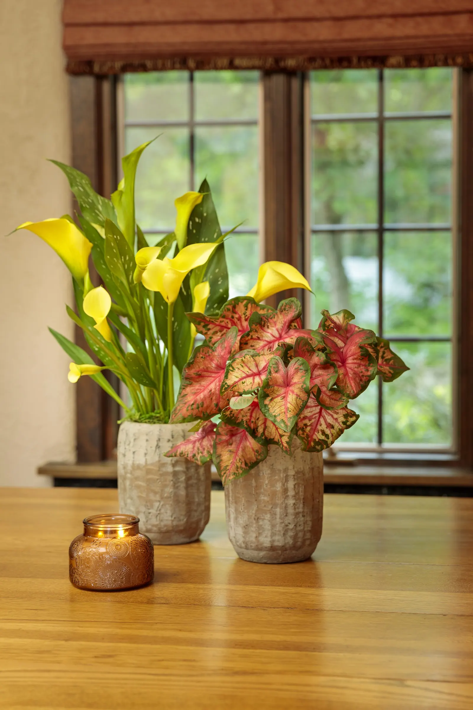 Sunshine Calla Lily (Zantedeschia) — It matures at 18-24 inches tall and 9-12 inches wide, with a refined, vase-like silhouette