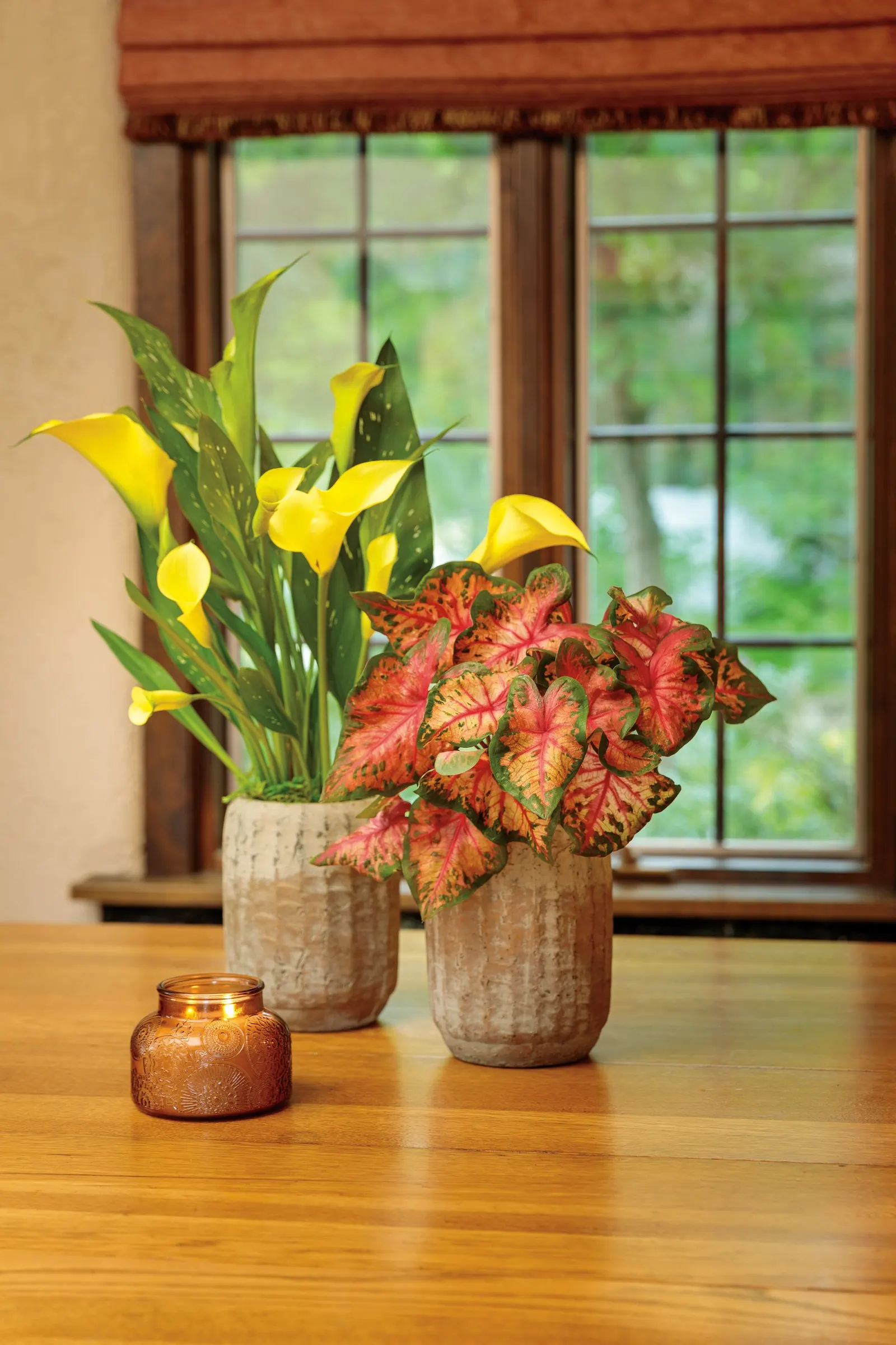 Sunshine Calla Lily (Zantedeschia) — Grow in part sun to sun with consistently moist, well-drained soil and easy seasonal feeding