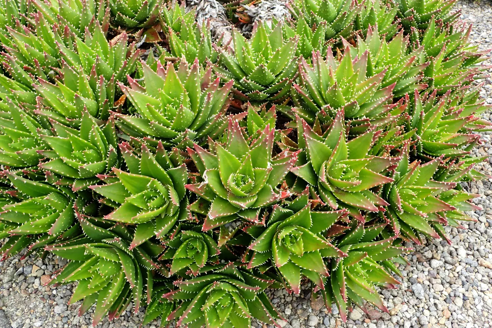 Kleinaalwyn (African) (Aloe Brevifolia) — The Aloe brevifolia, also known as Kleinaalwyn or Short-leaved Aloe, is a compact, evergreen succulent