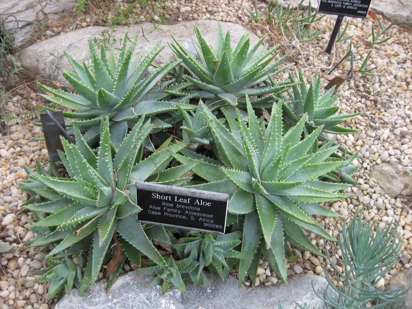Kleinaalwyn (African) (Aloe Brevifolia) — Ideal for rockeries and Mediterranean-themed gardens
