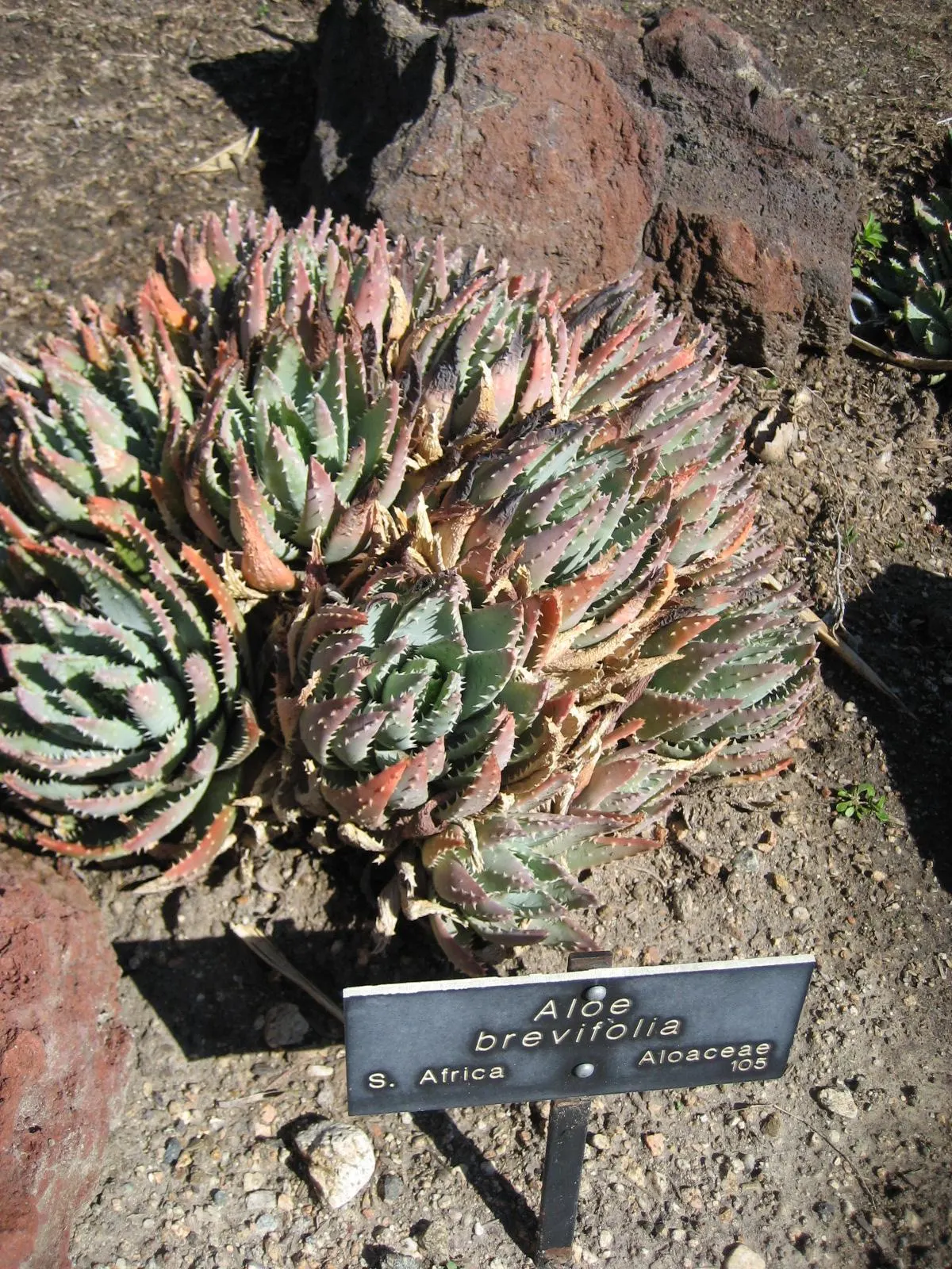 Kleinaalwyn (African) (Aloe Brevifolia) — adding vibrant color and attracting pollinators to the landscape