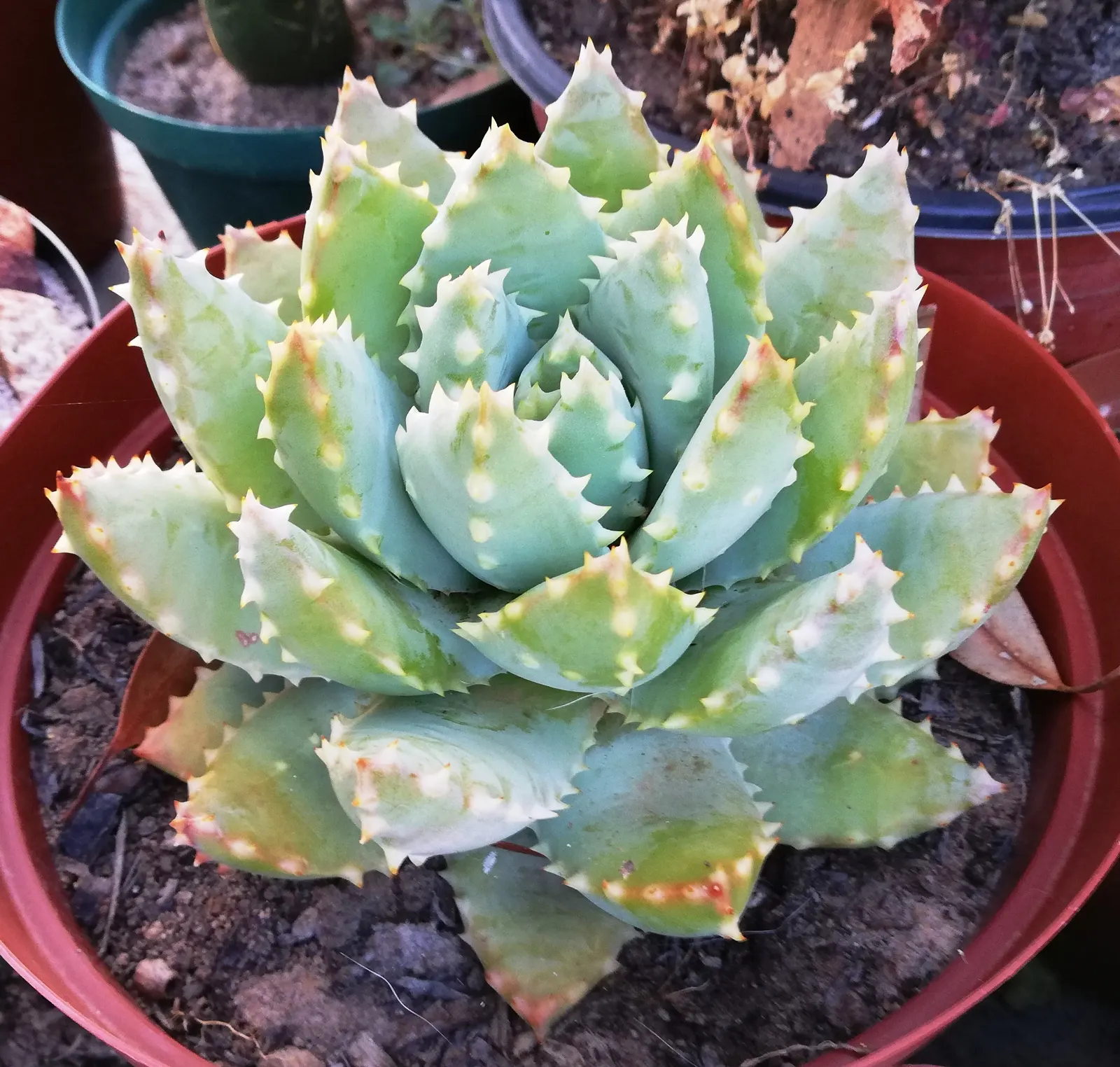 Kleinaalwyn (African) (Aloe Brevifolia) — This drought-tolerant plant produces red to orange tubular flowers on spikes in spring