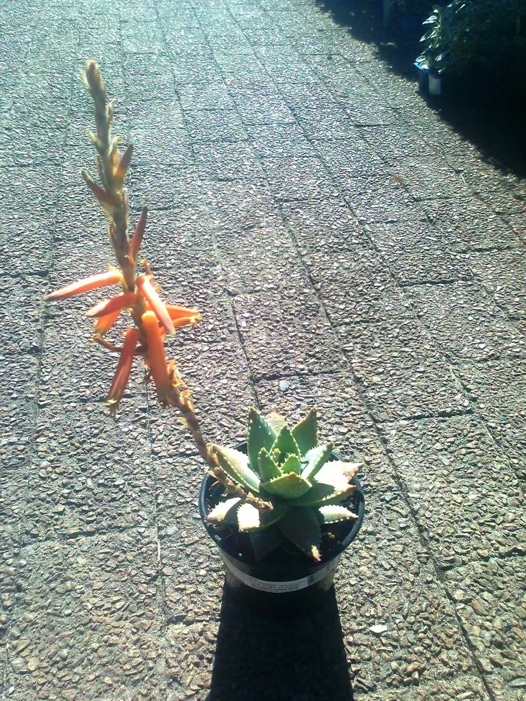 Kleinaalwyn (African) (Aloe Brevifolia) — It boasts rosettes of thick