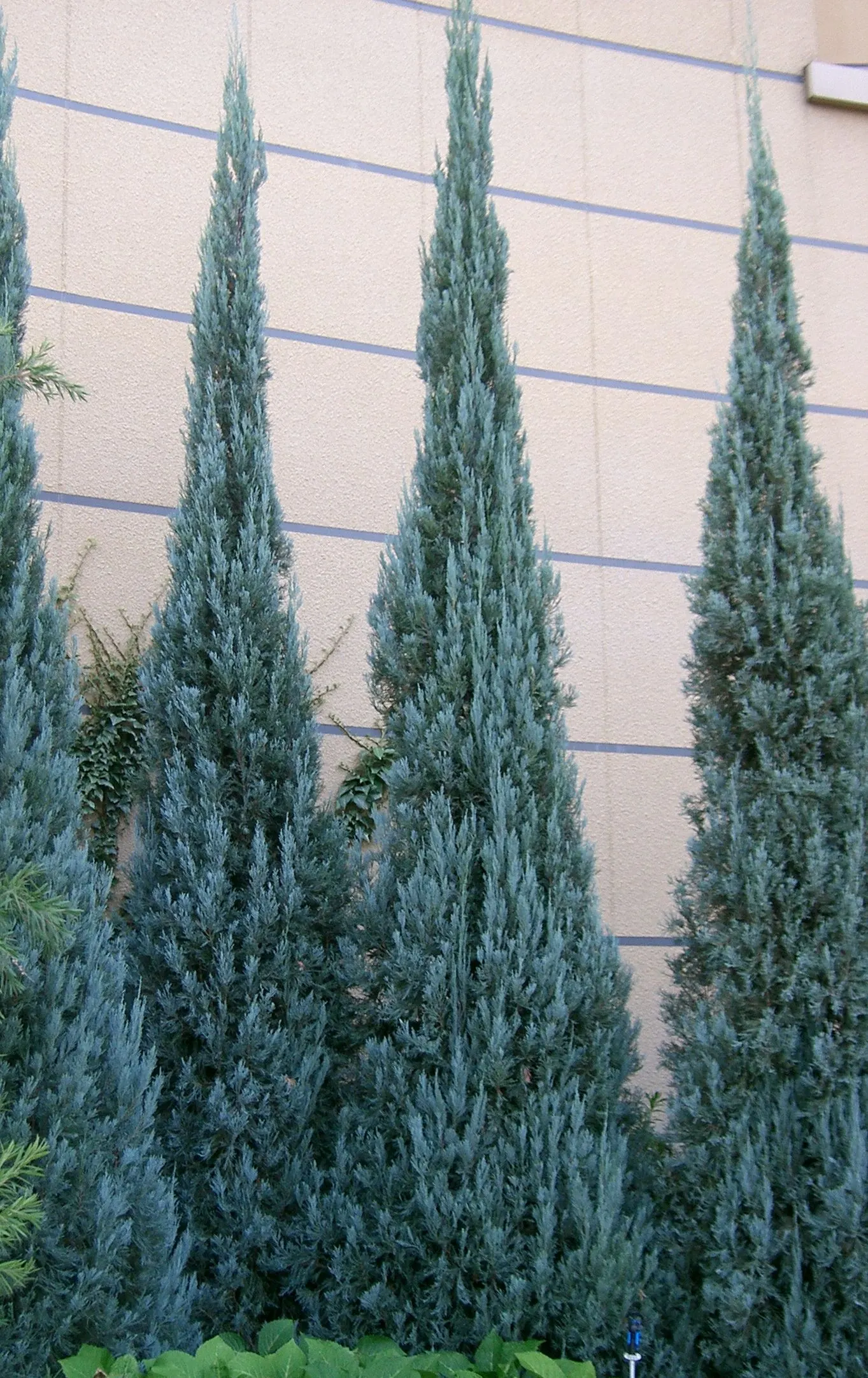 Blue Heaven Juniper (Juniperus Scopulorum 'Blue Heaven') — The Juniperus scopulorum 'Blue Haven' is a robust evergreen with a striking narrow pyramidal form