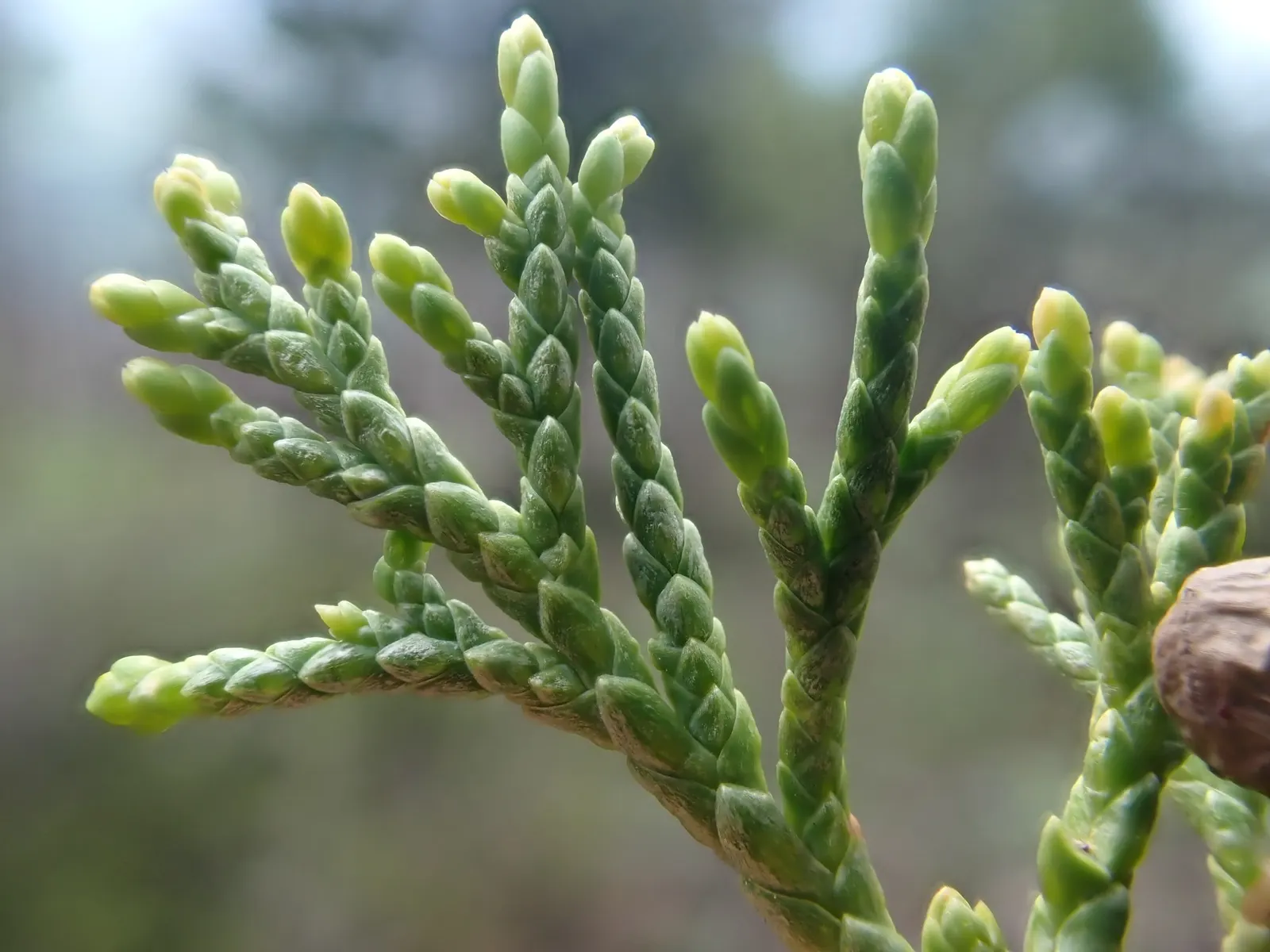 Blue Heaven Juniper (Juniperus Scopulorum 'Blue Heaven') — scientifically named Juniperus scopulorum 'Blue Heaven'