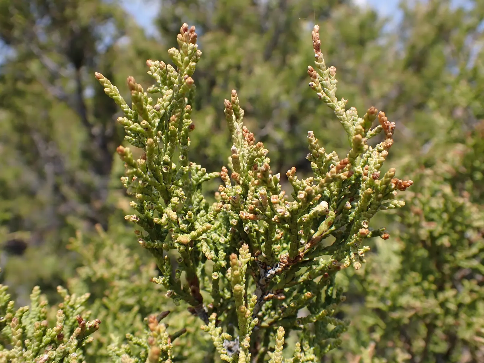 Blue Heaven Juniper (Juniperus Scopulorum 'Blue Heaven') — provide ample space to accommodate the plant's full size at maturity