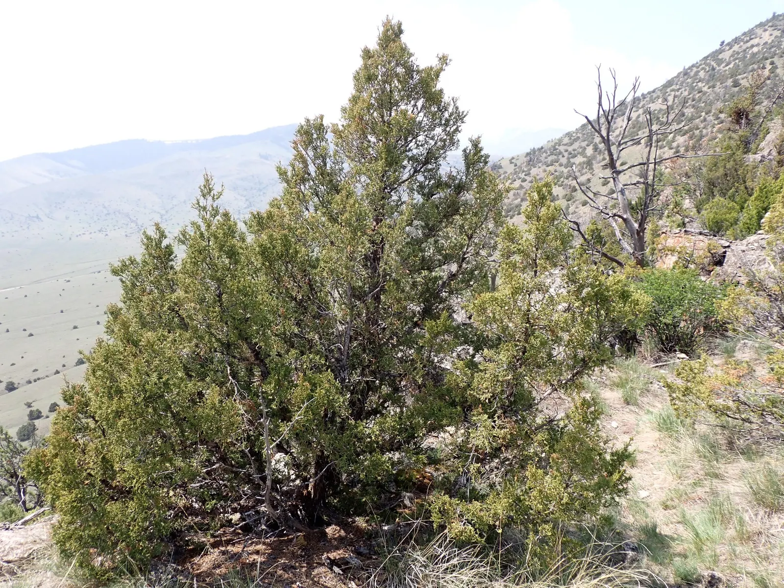 Blue Heaven Juniper (Juniperus Scopulorum 'Blue Heaven') — reducing the need for frequent watering and maintenance