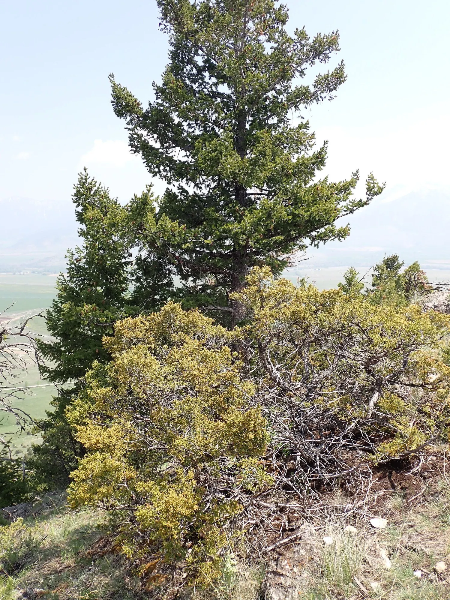 Blue Heaven Juniper (Juniperus Scopulorum 'Blue Heaven') — for individual specimens or focal points