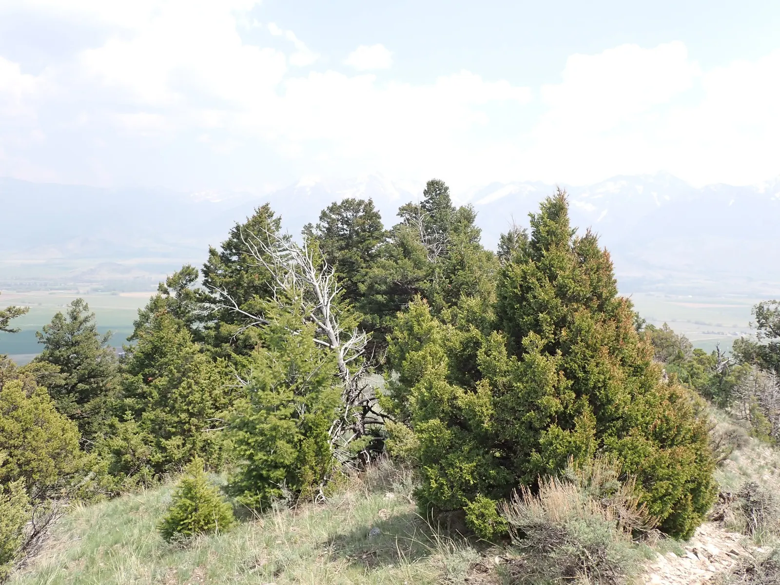 Blue Heaven Juniper (Juniperus Scopulorum 'Blue Heaven') — or accent plantings with minimal maintenance requirements