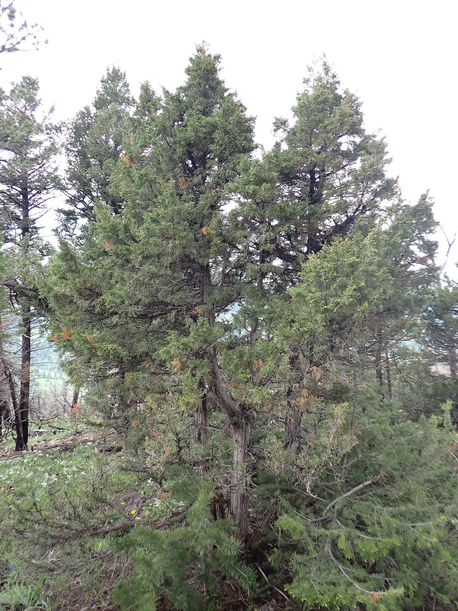 Blue Heaven Juniper (Juniperus Scopulorum 'Blue Heaven') — though well-draining soil is preferred