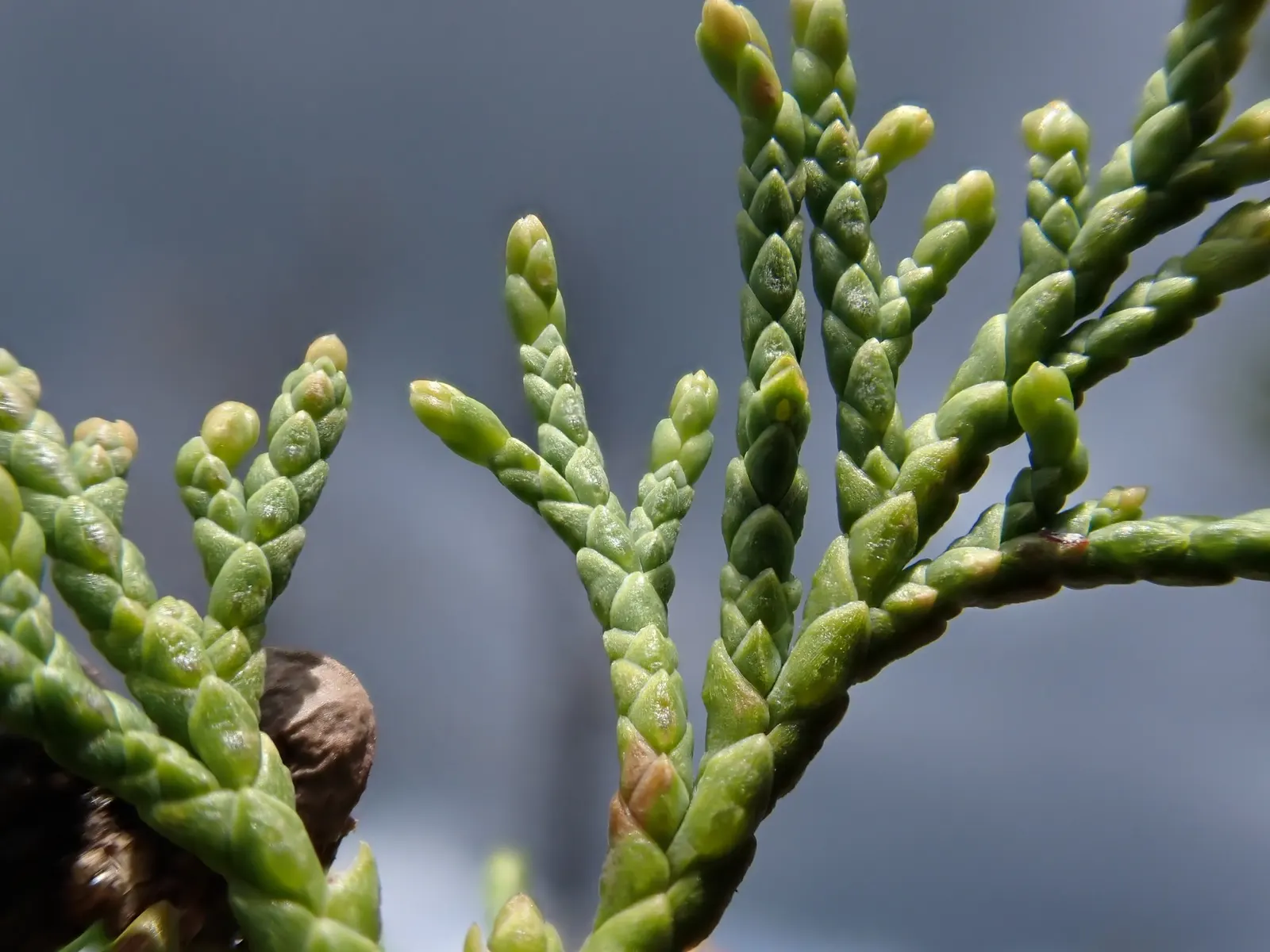 Blue Heaven Juniper (Juniperus Scopulorum 'Blue Heaven') — offering year-round interest ideal for screens