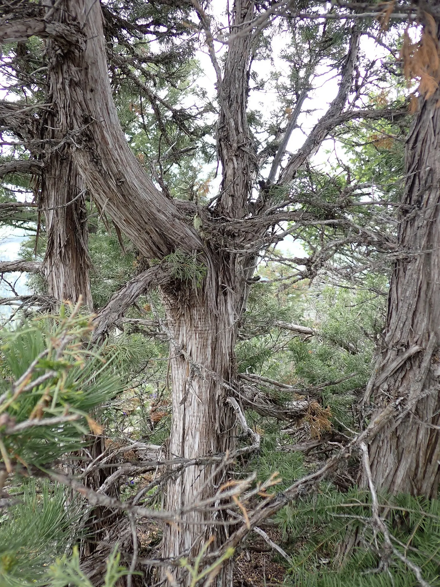 Blue Heaven Juniper (Juniperus Scopulorum 'Blue Heaven') — Blue Haven Juniper thrives in full sun and adapts to a range of soil types