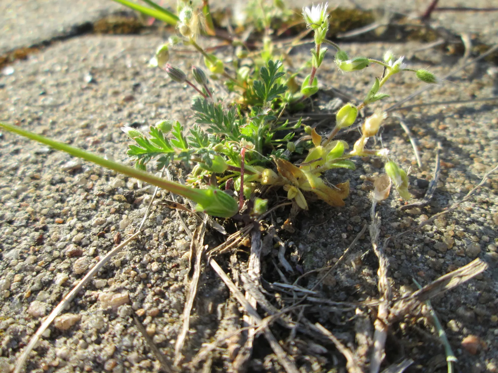 Trailing Falkia (Falkia Repens) — Each flower delicately opens its petals in the morning to greet the sun and closes them again as dusk falls