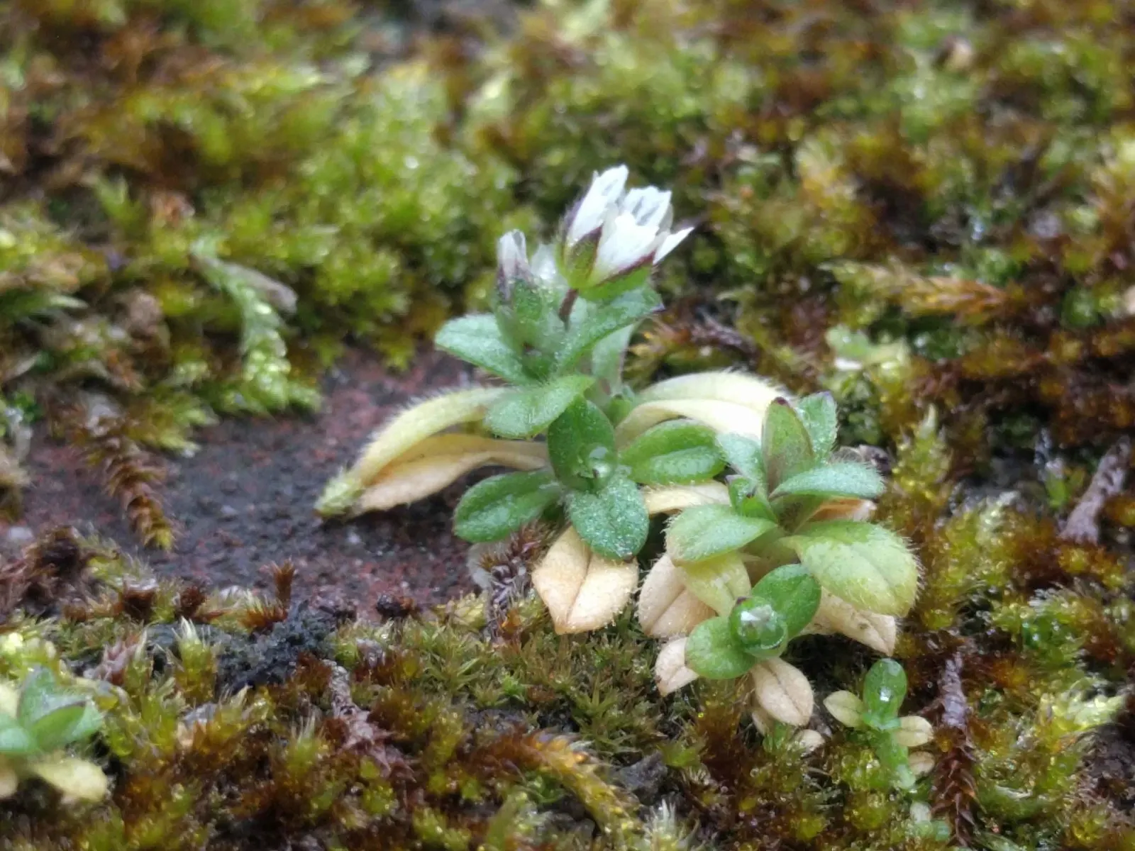 Trailing Falkia (Falkia Repens) — evergreen foliage that gracefully carpets the garden floor