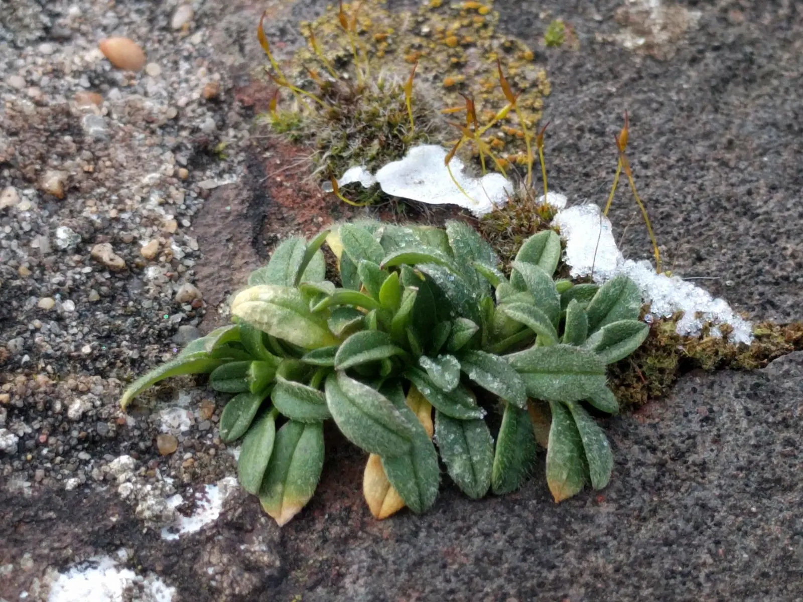 Trailing Falkia (Falkia Repens) — serving as a verdant backdrop to its sporadic