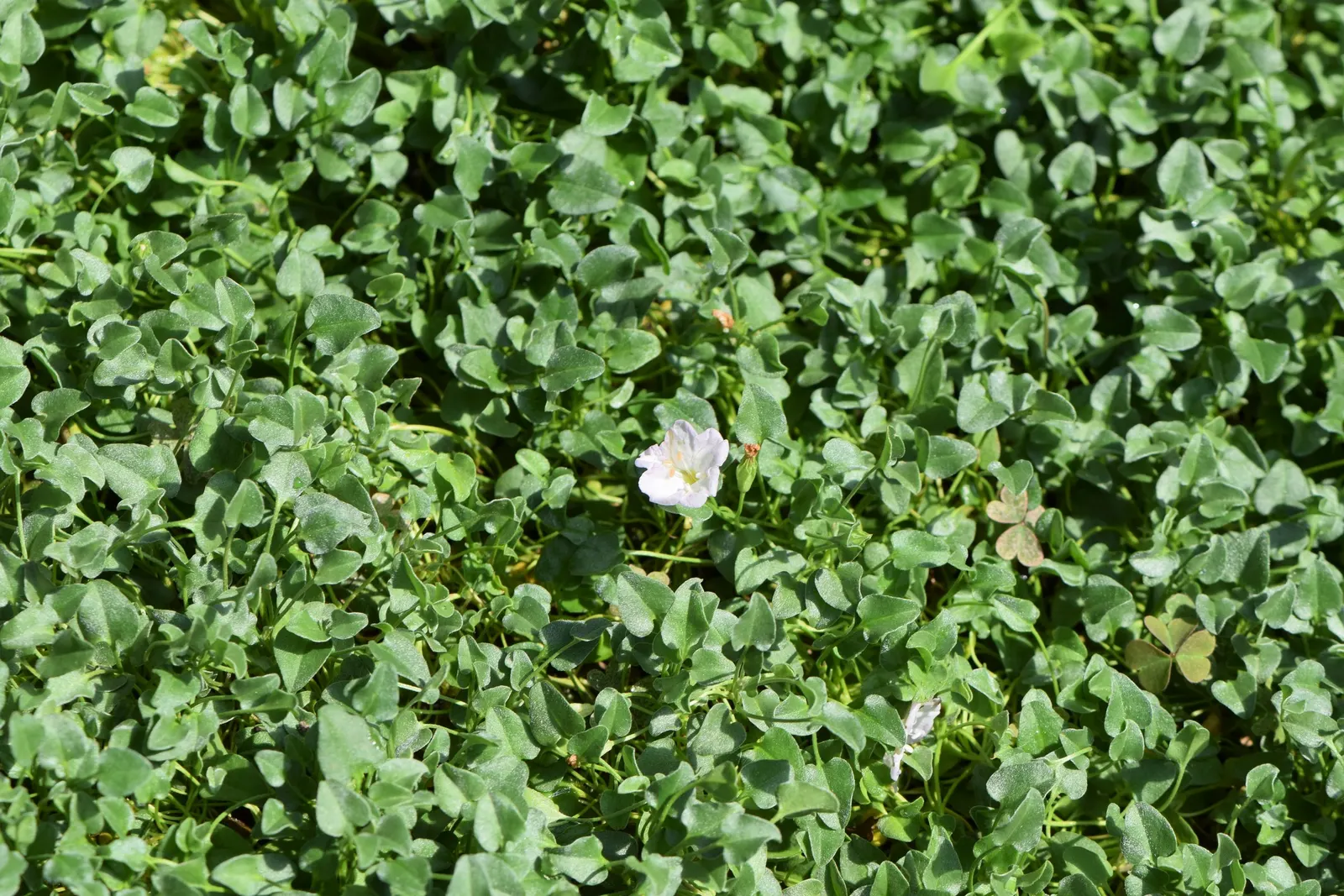 Trailing Falkia (Falkia Repens) — it tolerates light foot traffic