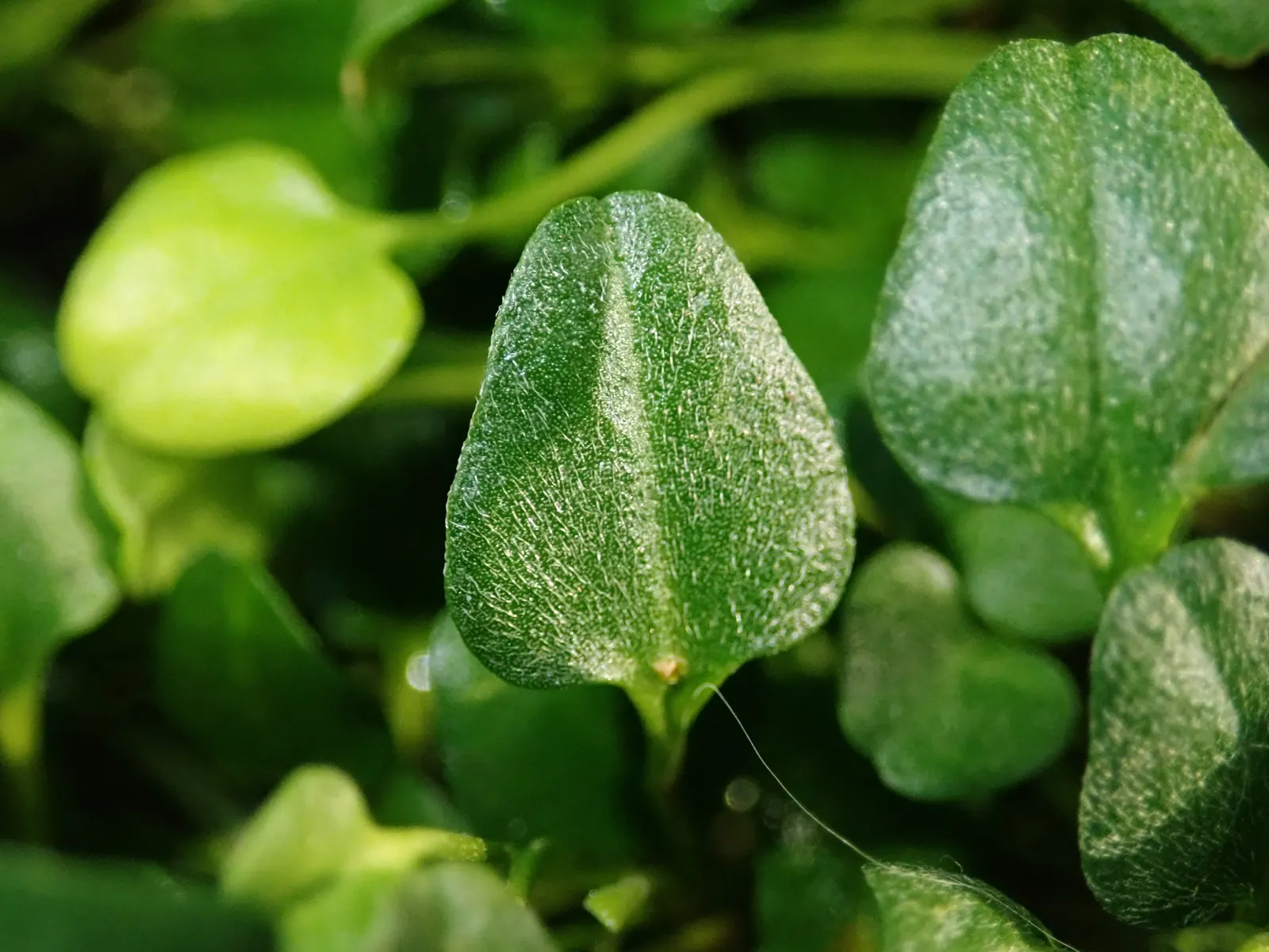 Trailing Falkia (Falkia Repens) — commonly referred to as Little Ears