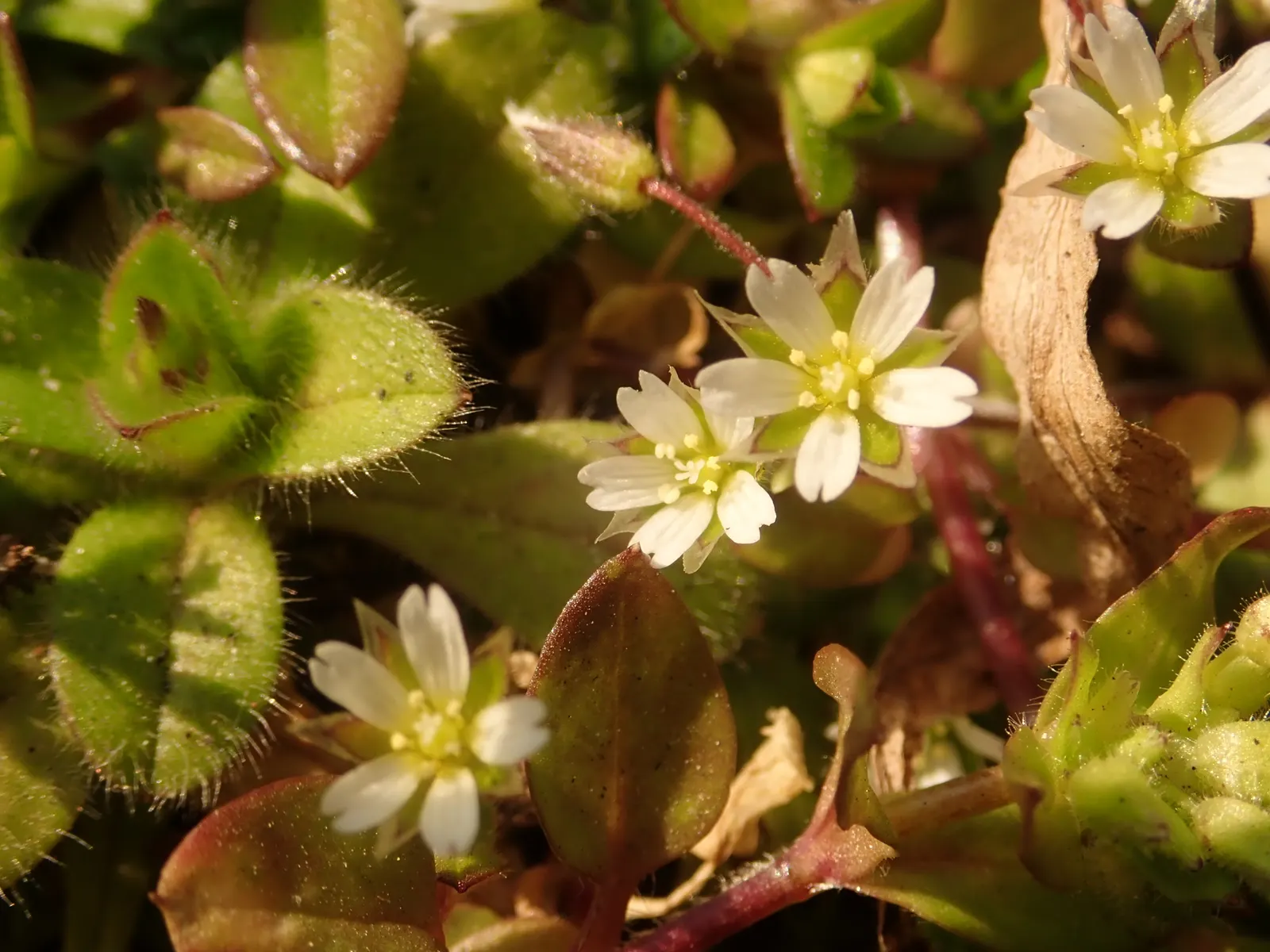 Trailing Falkia (Falkia Repens) — from which its endearing common name is derived.<br><br>Little Ears' foliage takes on a lush