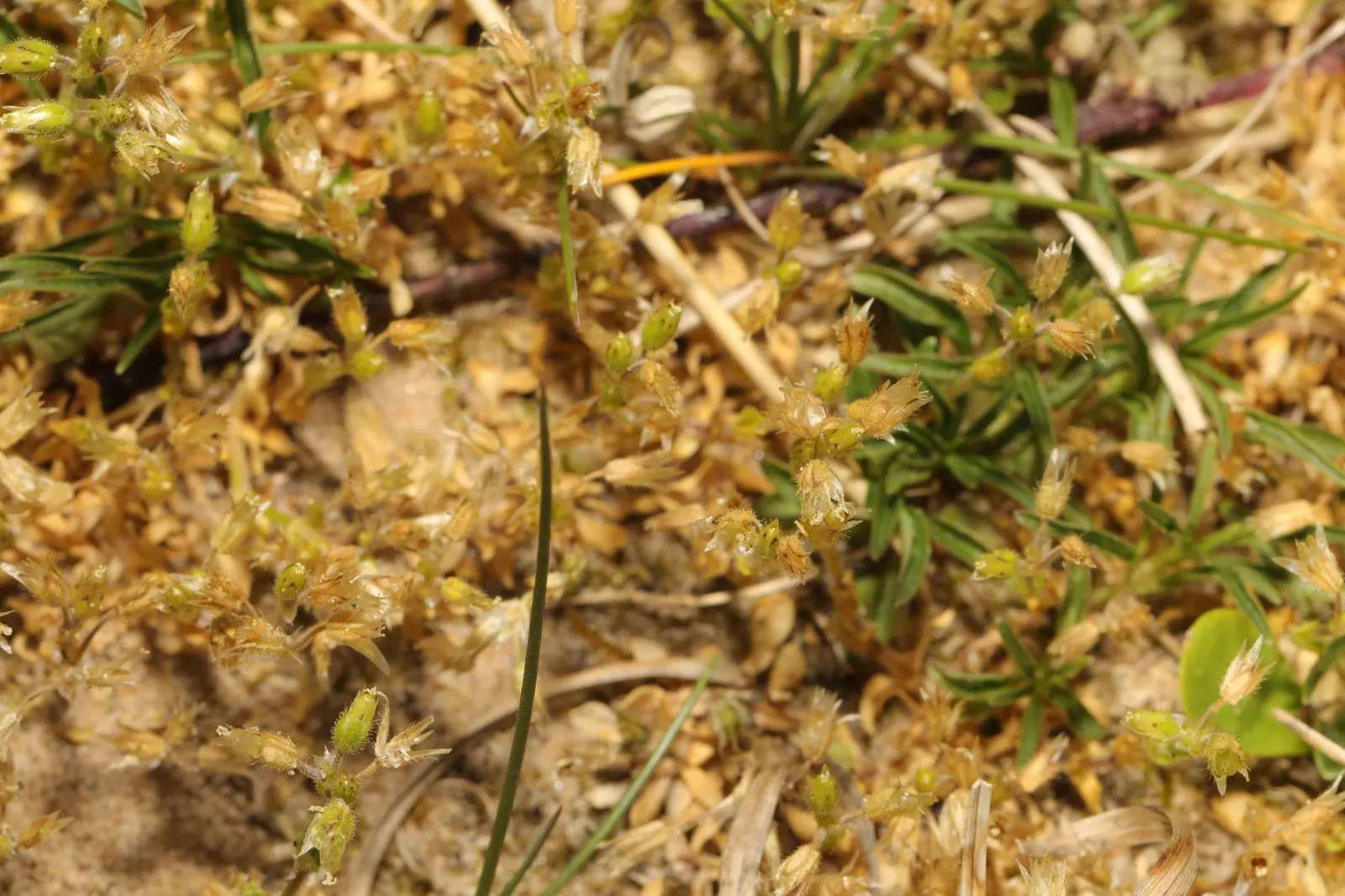 Trailing Falkia (Falkia Repens) — white to soft pink blossoms that unfurl from spring through summer