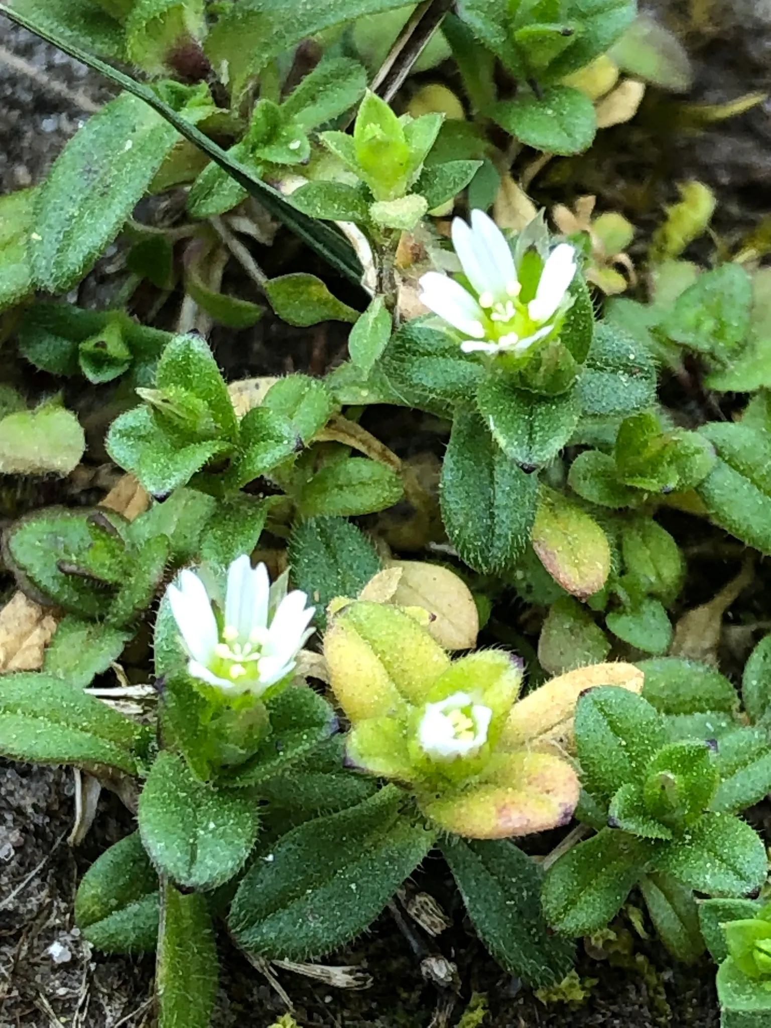 Trailing Falkia (Falkia Repens) — adding a dynamic and interactive aspect to any garden design.<br><br>Adaptable to partial shade or full sun