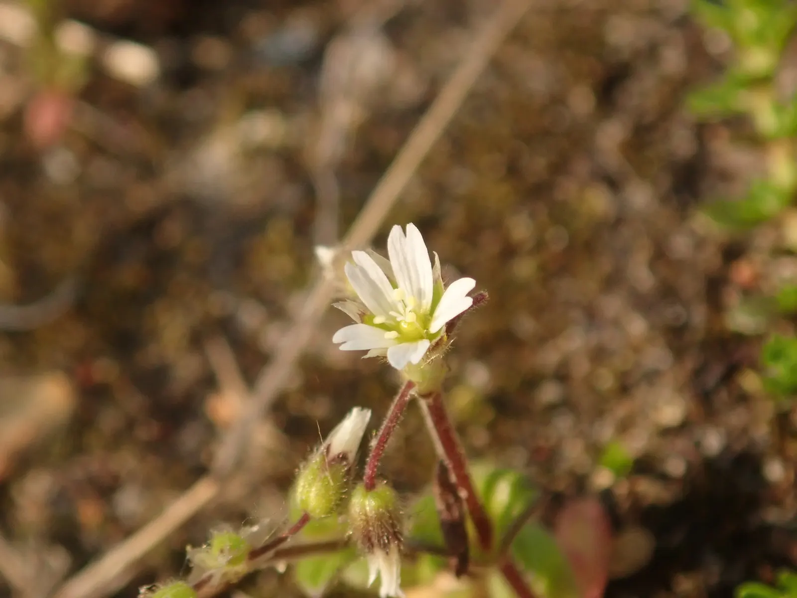 Trailing Falkia (Falkia Repens) — rounded leaves that resemble diminutive ears