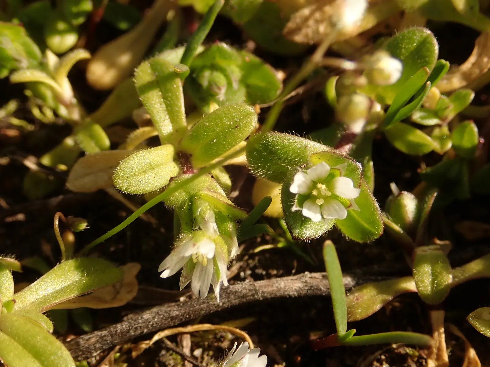 Trailing Falkia (Falkia Repens) — It forms a dense, low mat about 2-3 inches high, thriving in USDA zones 9-11