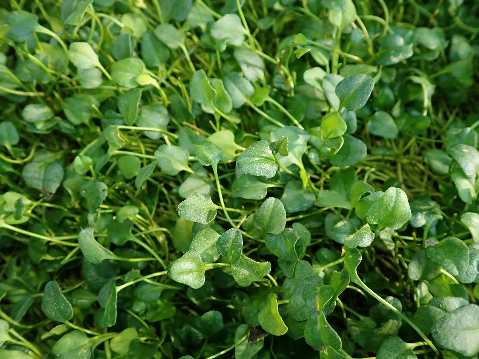 Trailing Falkia (Falkia Repens) — further highlighting its utility in a low-maintenance garden setting.<br><br>In summary