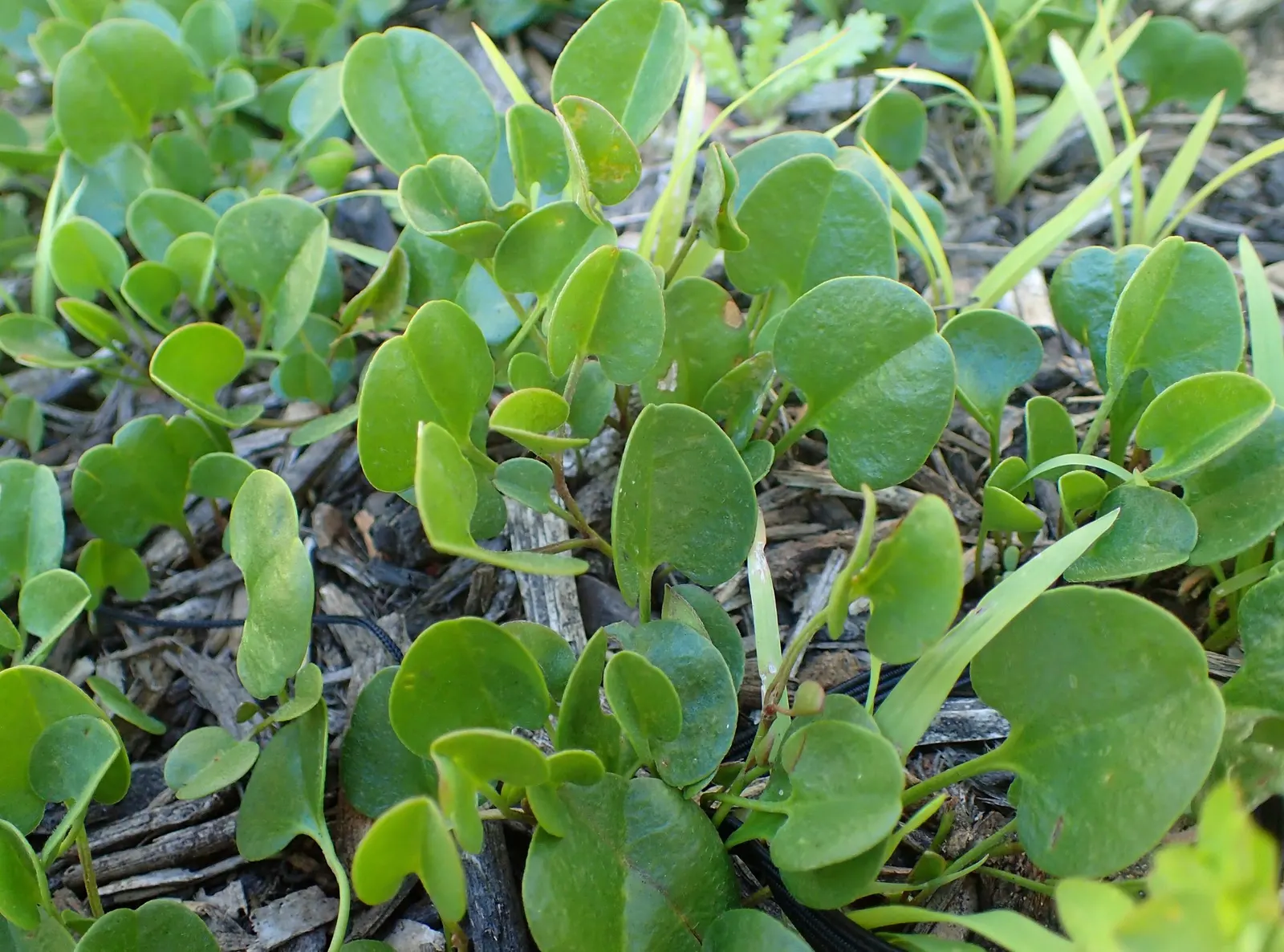 Trailing Falkia (Falkia Repens) — This makes it an excellent choice for filling gaps between stepping stones