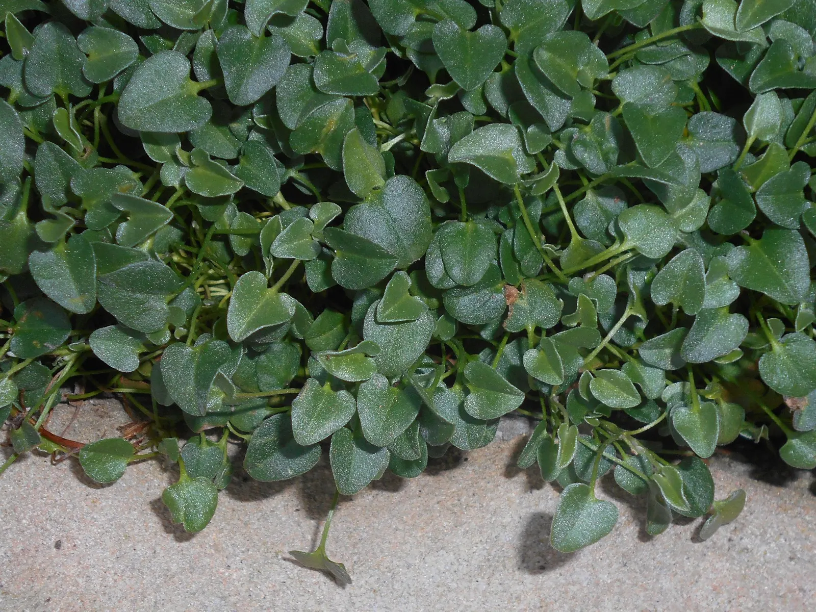 Trailing Falkia (Falkia Repens) — the enchanting Falkia repens presents landscape designers with a delightful and robust groundcover option