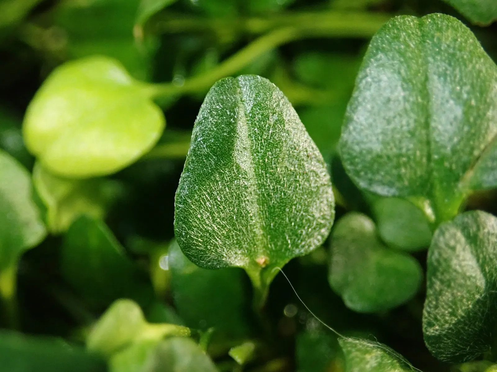 Trailing Falkia (Falkia Repens) — and function within a garden composition