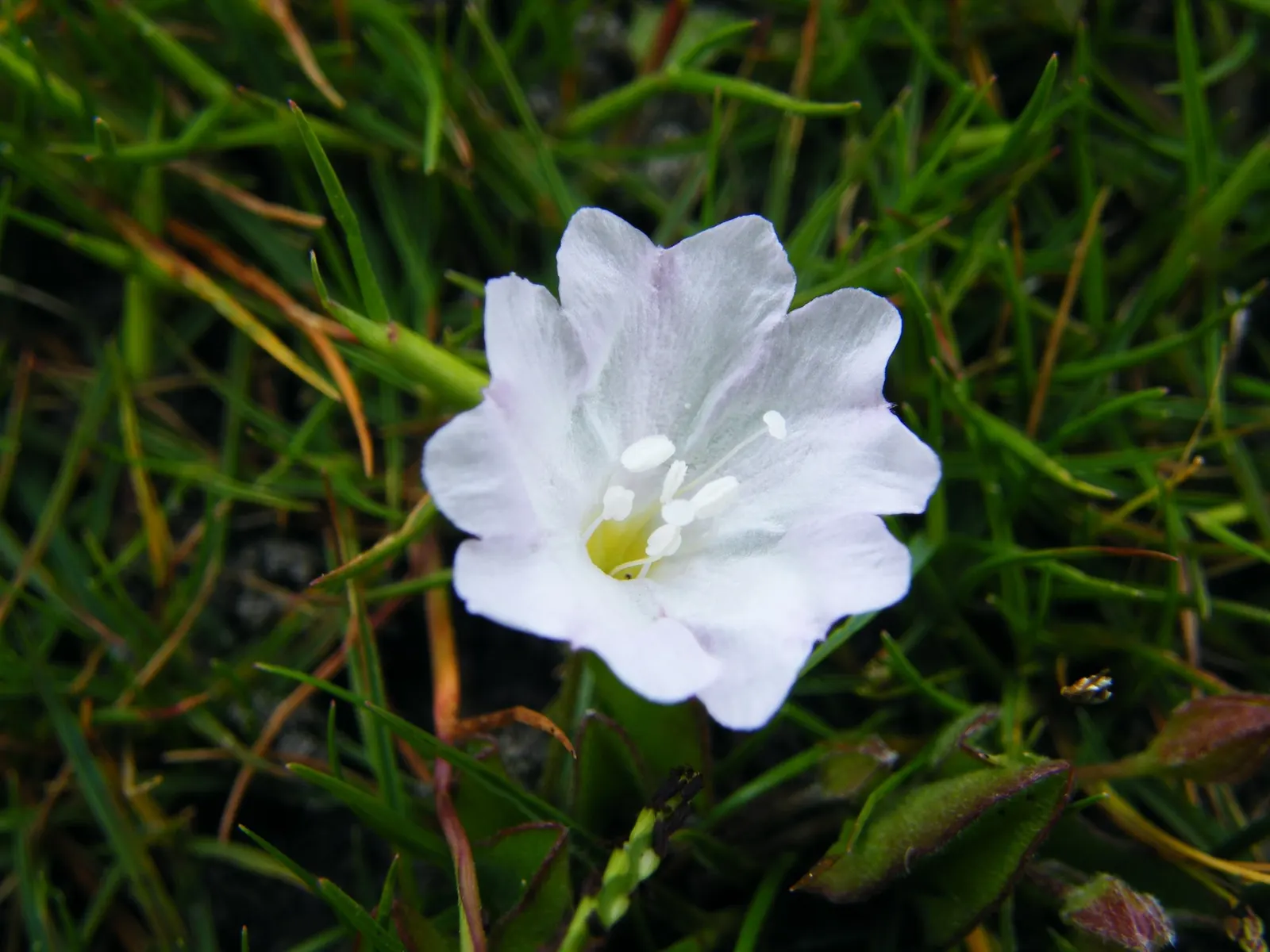 Trailing Falkia (Falkia Repens) — Regular watering will help establish an extensive root system
