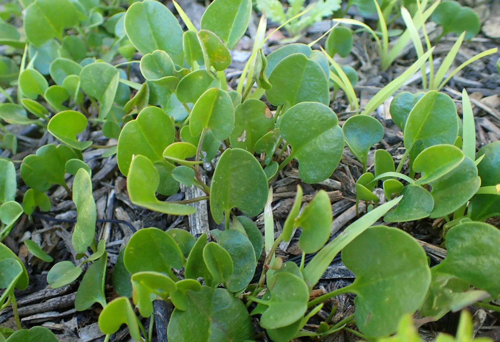 Trailing Falkia (Falkia Repens) — Little Ears thrives in well-drained soils and exhibits a moderate growth rate