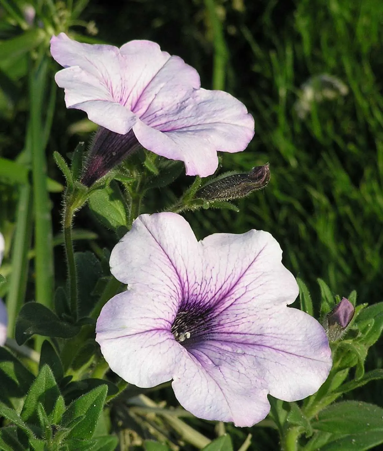 Petunia Tidal Wave Silver (Petunia X Hybrida 'Tidal Wave Silver') — mounding ground cover or a vigorous trailing plant for hanging baskets and containers
